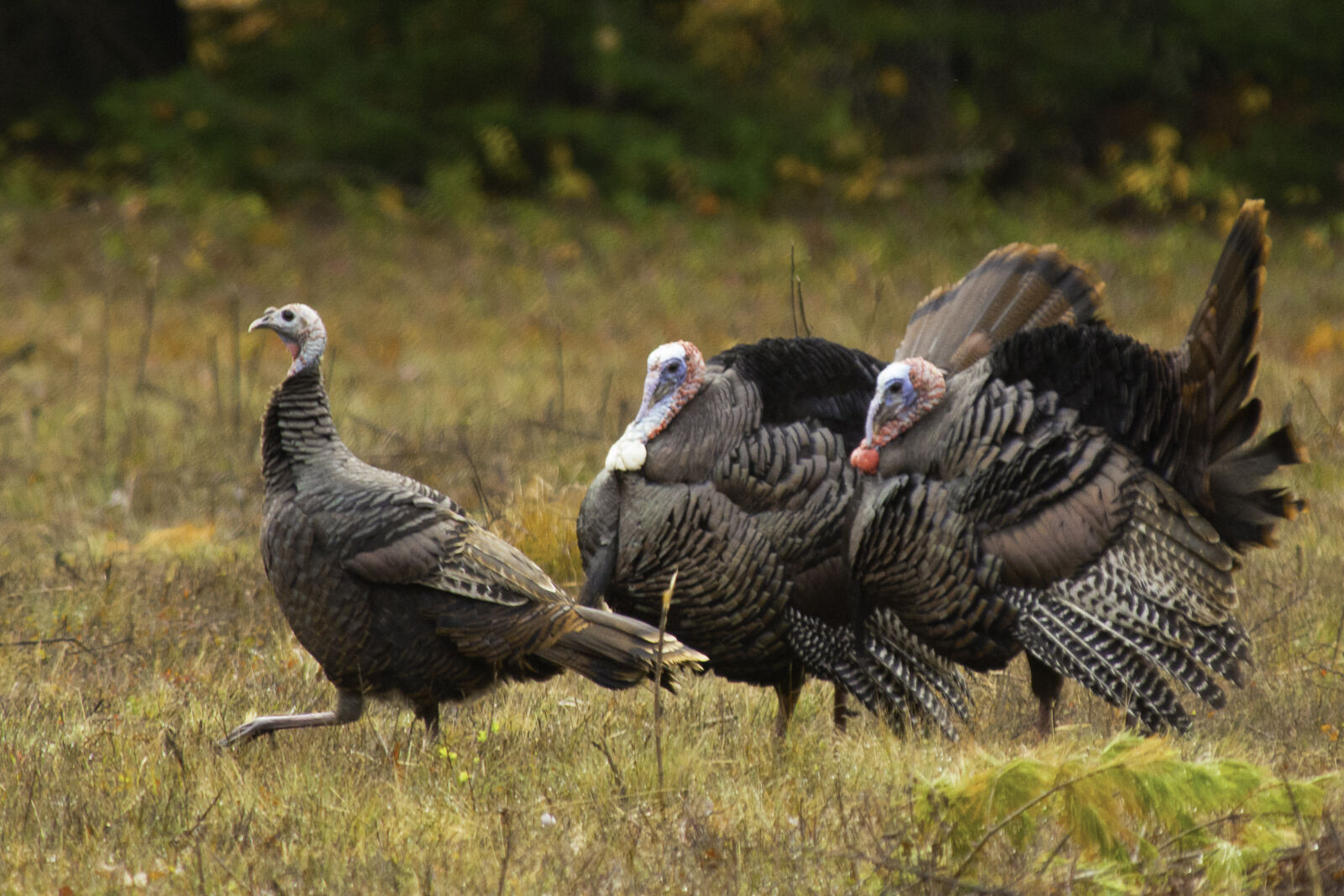 Nikon D800E sample photo. Thanksgiving, tom, turkey, turkey photography