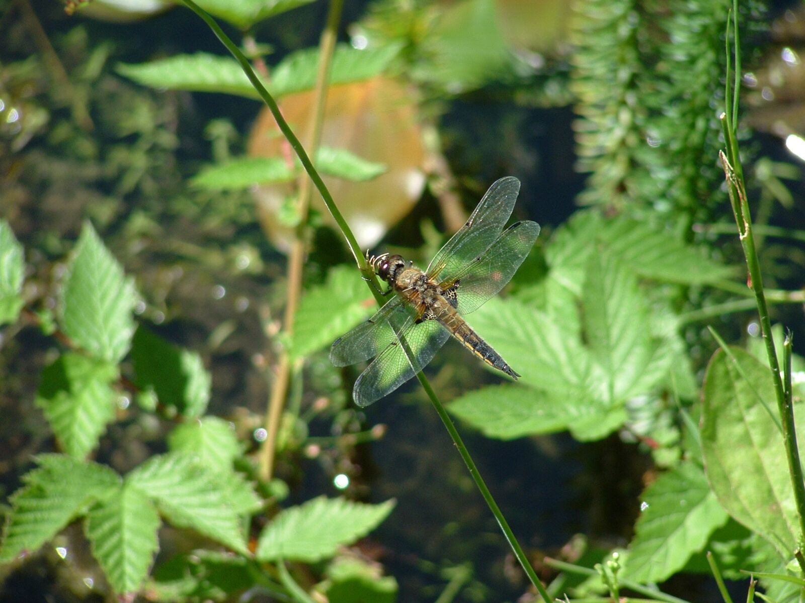 Fujifilm FinePix S3000 sample photo. Dragonfly, pond, insect photography