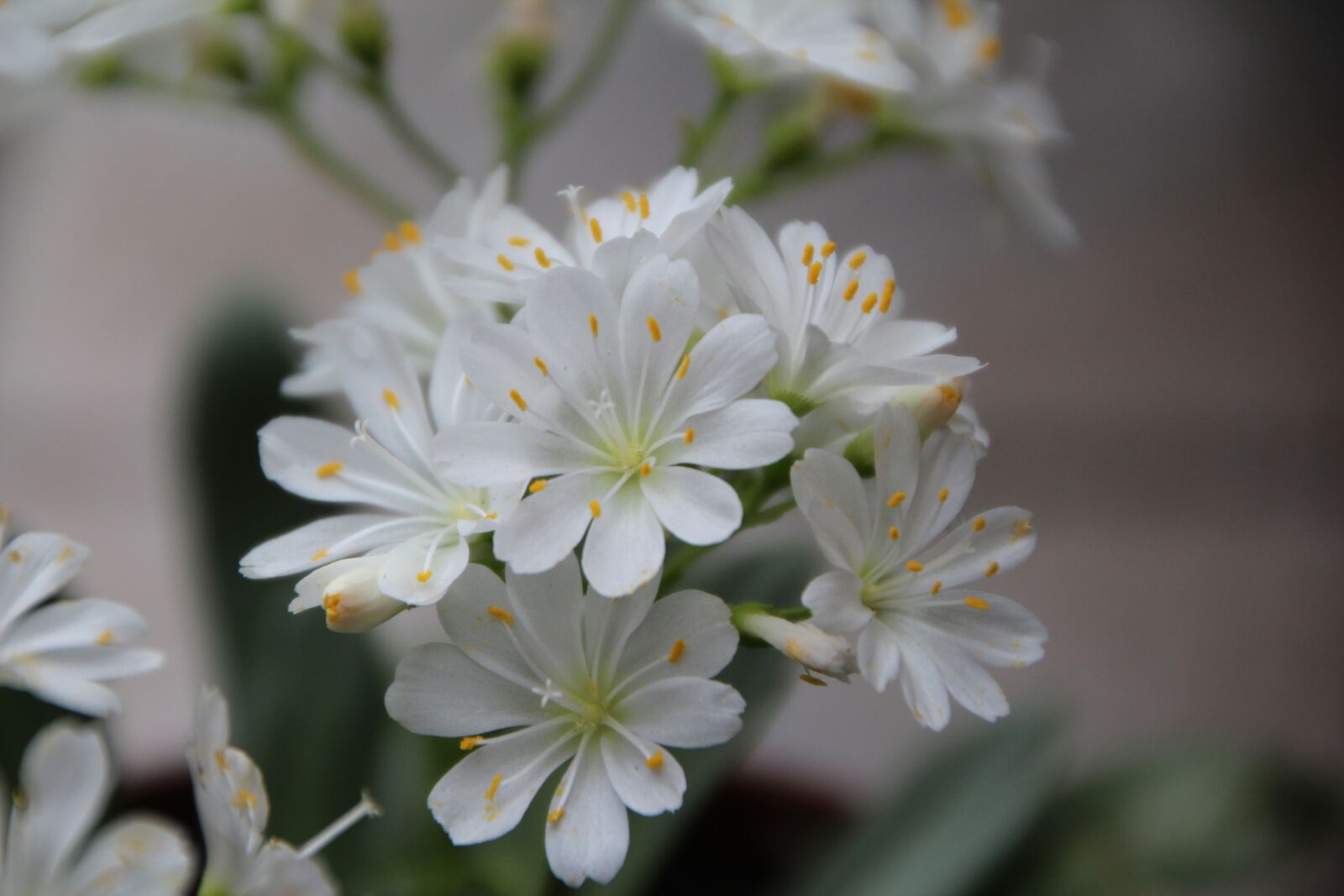 Canon EOS 600D (Rebel EOS T3i / EOS Kiss X5) sample photo. Cotyledon, cotyledon white, white photography