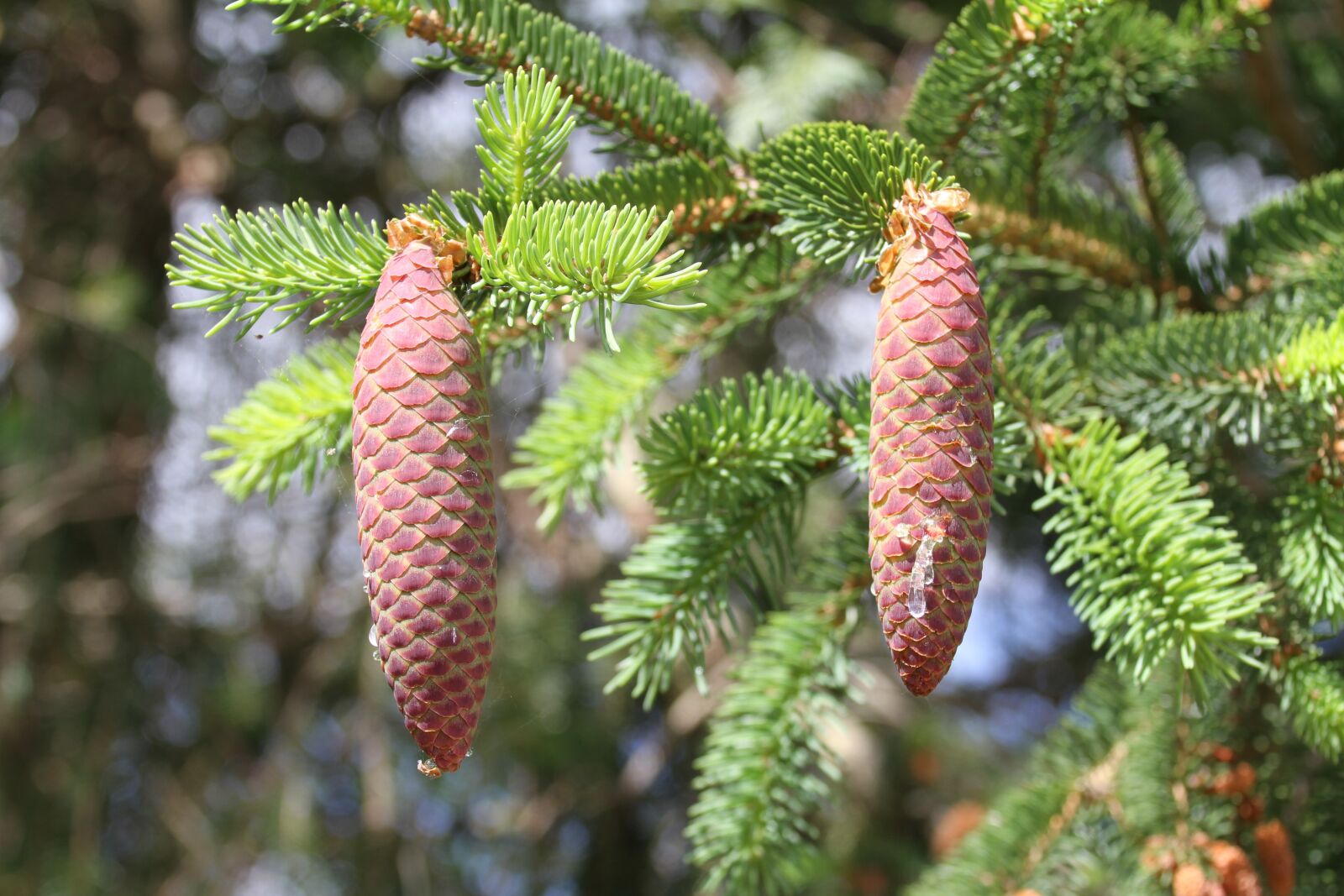 Canon EOS 7D sample photo. Pinecone, fir, nature photography