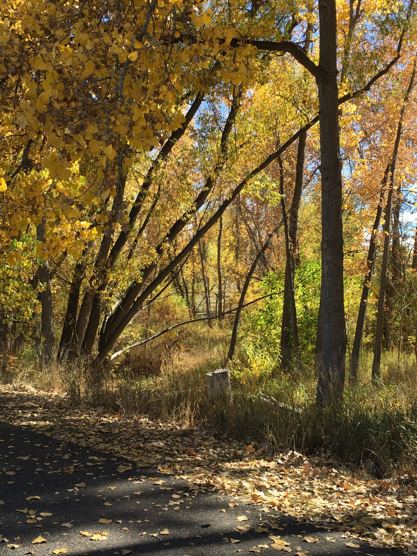Apple iPhone 6s sample photo. Colorado, autumn, scenic photography