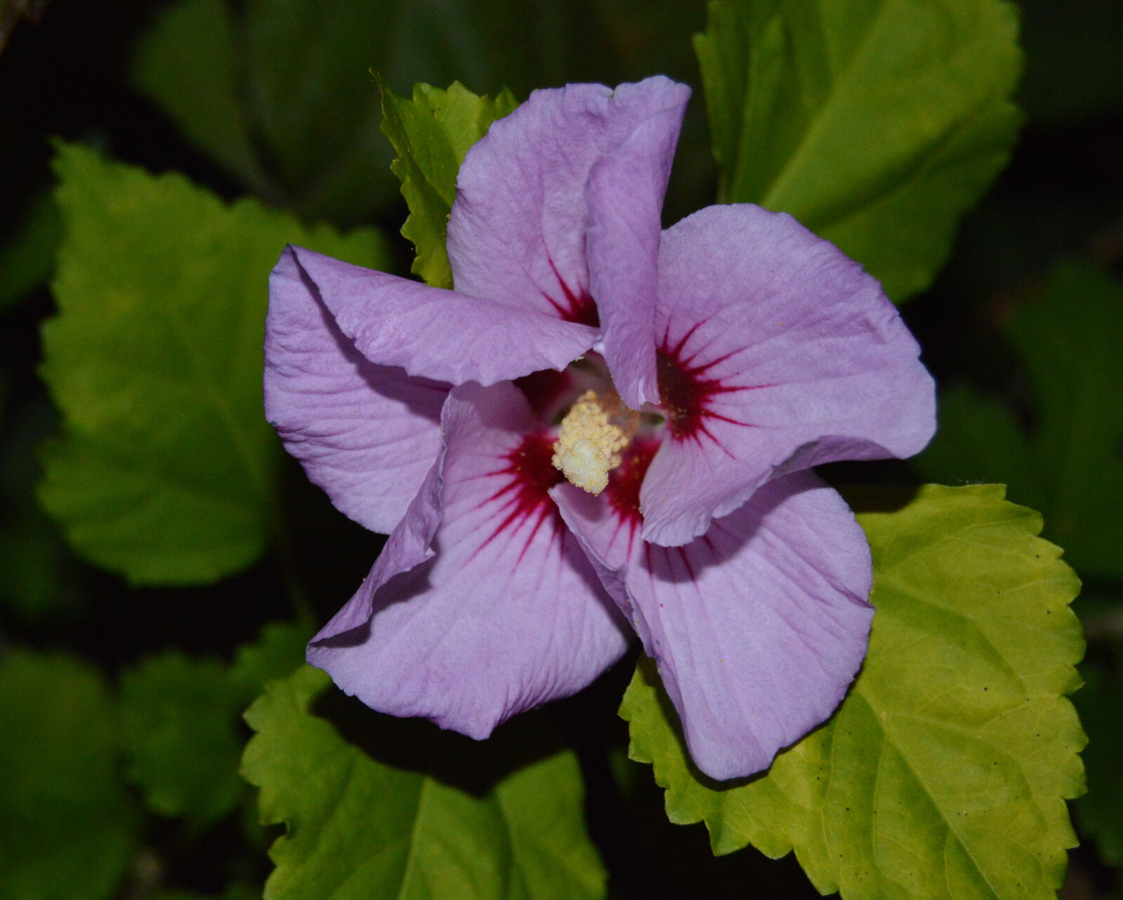 Nikon D3200 sample photo