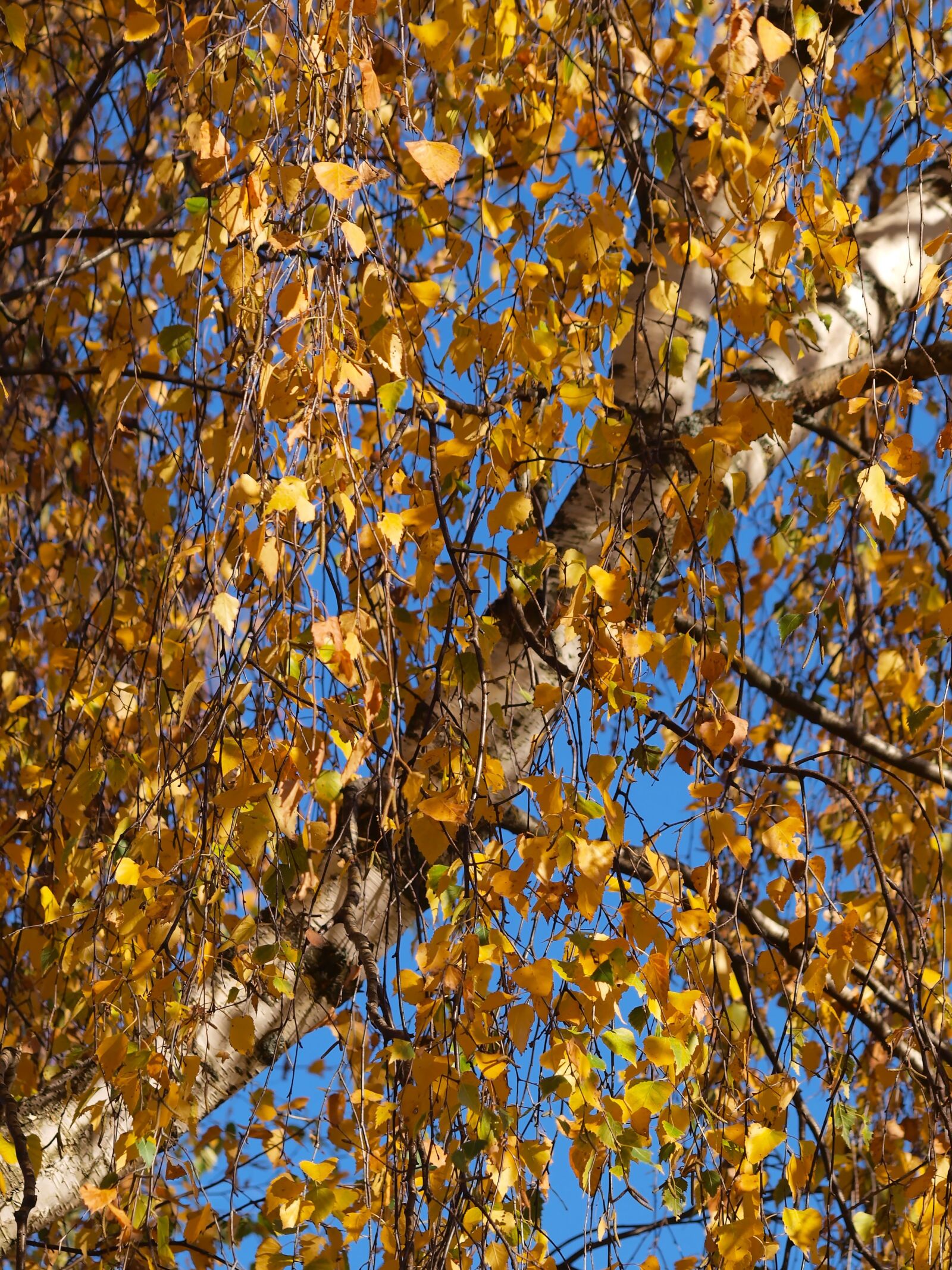Olympus E-420 (EVOLT E-420) sample photo. Autumn leaves, fall colors photography