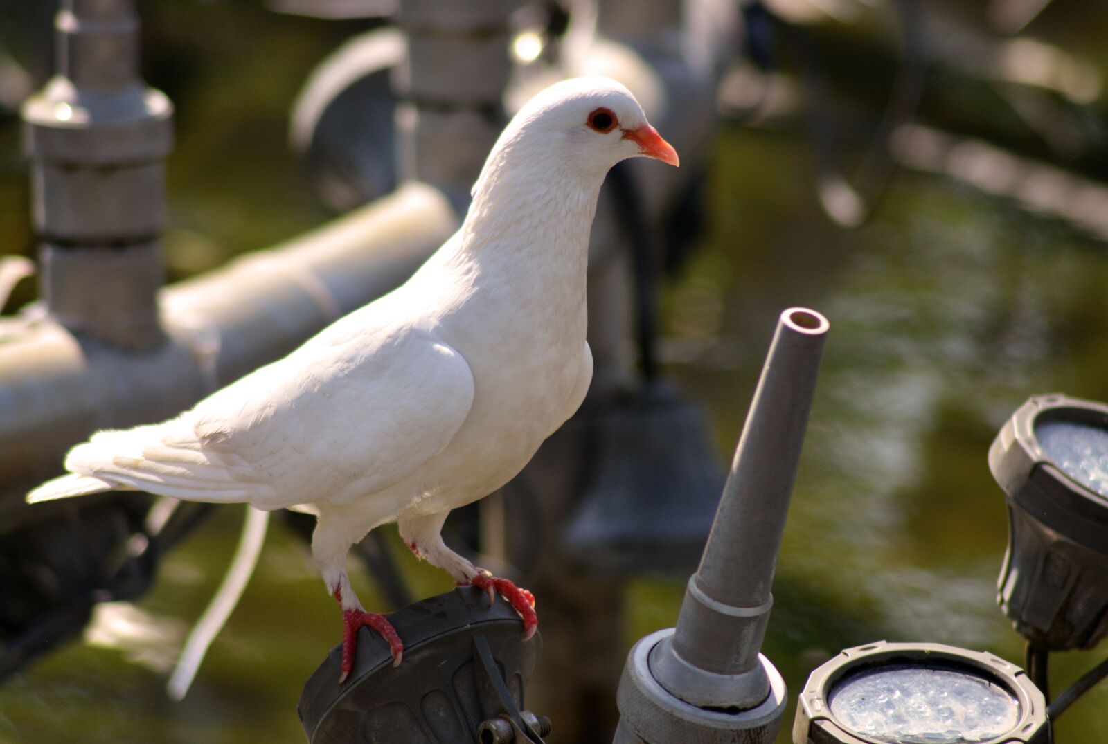 Nikon D5200 sample photo. Dove, pigeon, bird photography