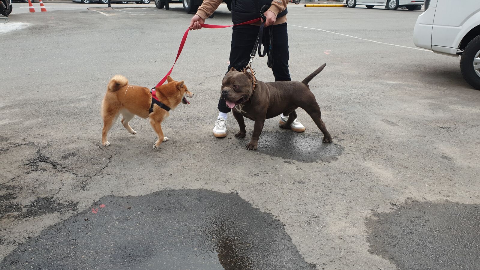 Samsung Galaxy Note9 sample photo. Shiva, shiba inu, animal photography