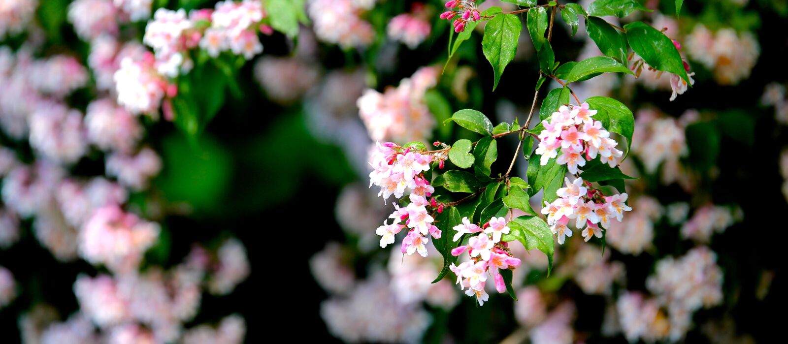 Canon EOS 1100D (EOS Rebel T3 / EOS Kiss X50) sample photo. White, and, pink, flower photography