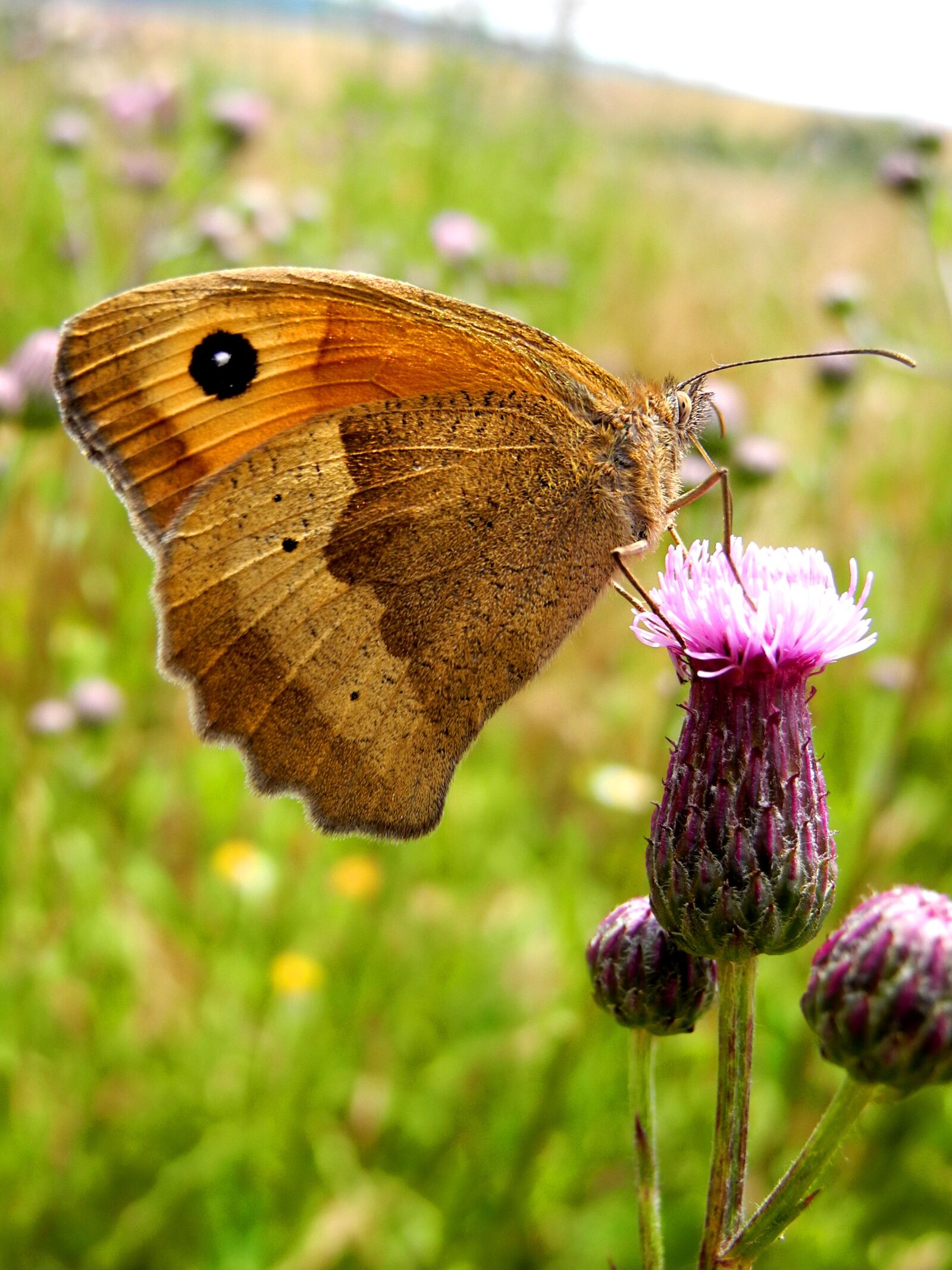 Nikon Coolpix P7000 sample photo. Butterfly, flower, macro photography