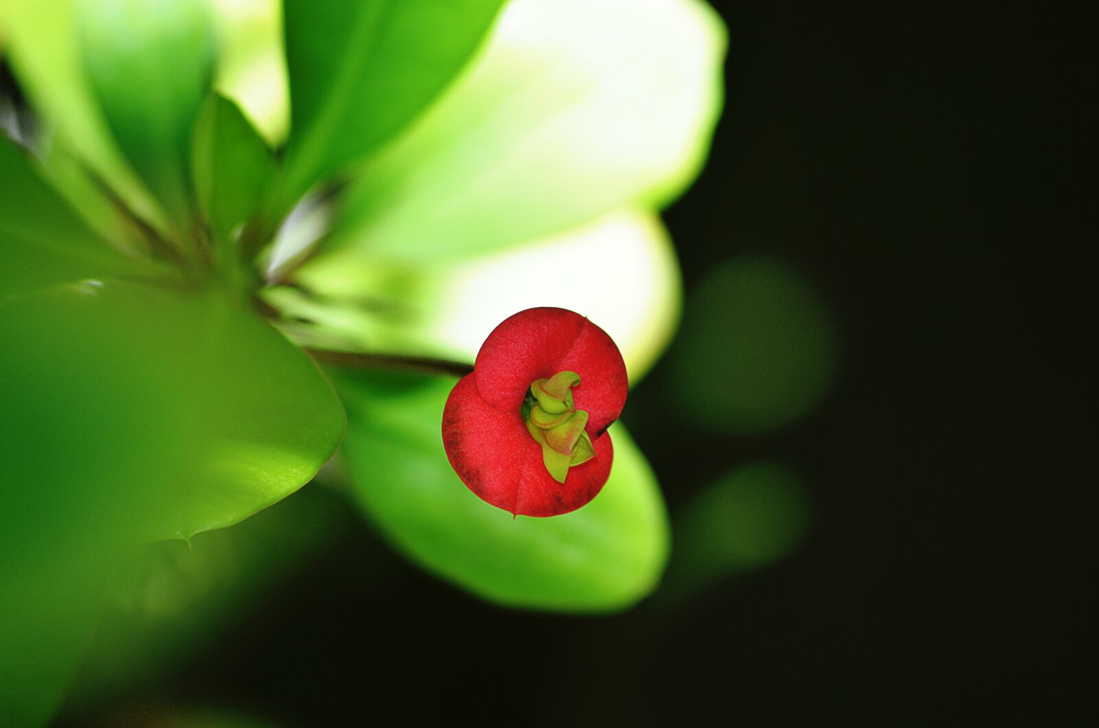 Nikon D5100 sample photo. Flower, red, nature photography