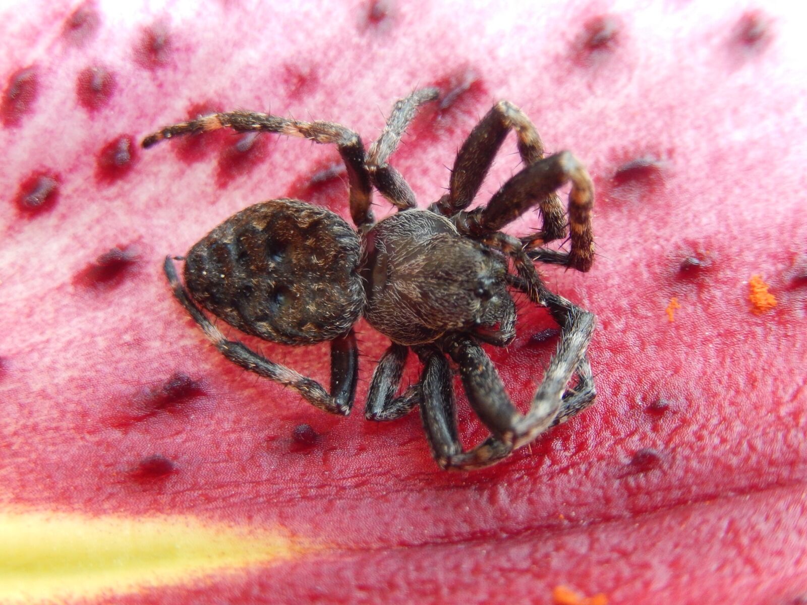 Nikon Coolpix S9500 sample photo. Spider, nature, garden photography