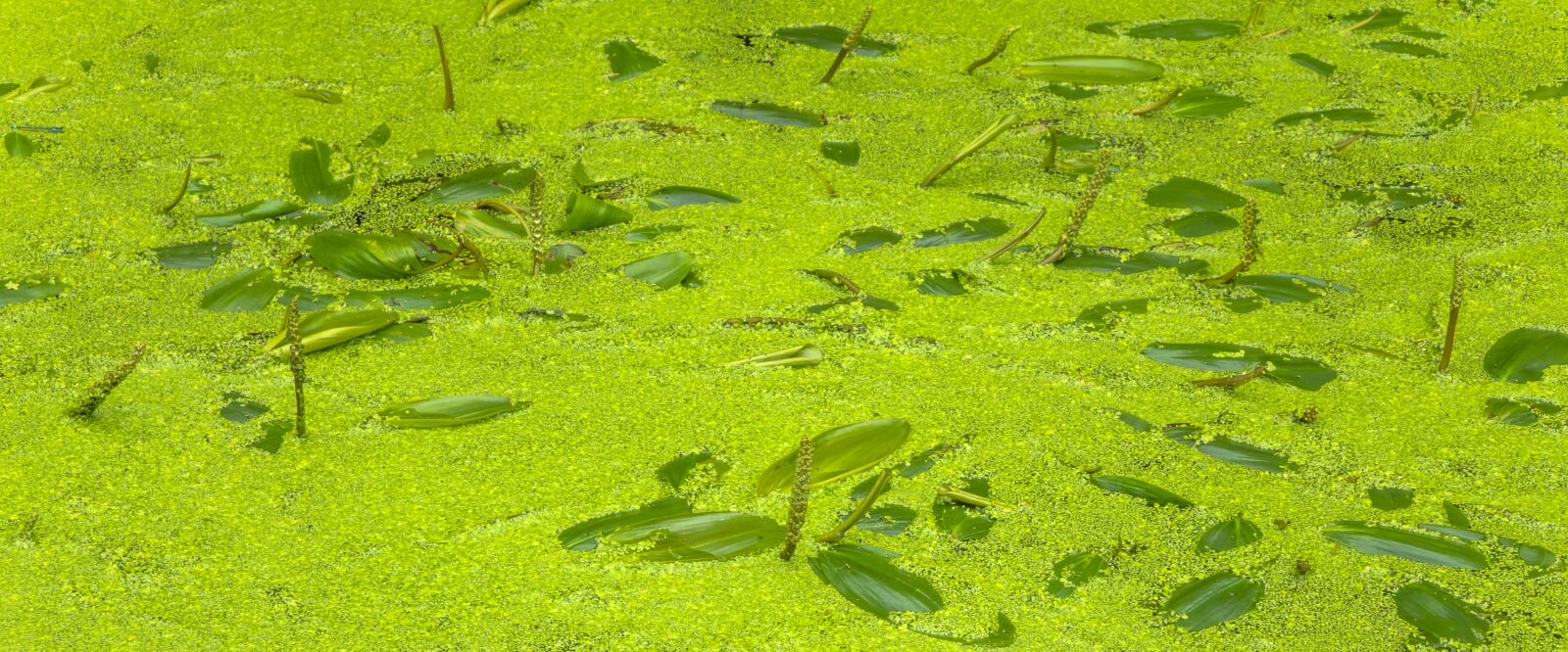 24-200mm F2.8 sample photo. Floating fern, aquatic plants photography