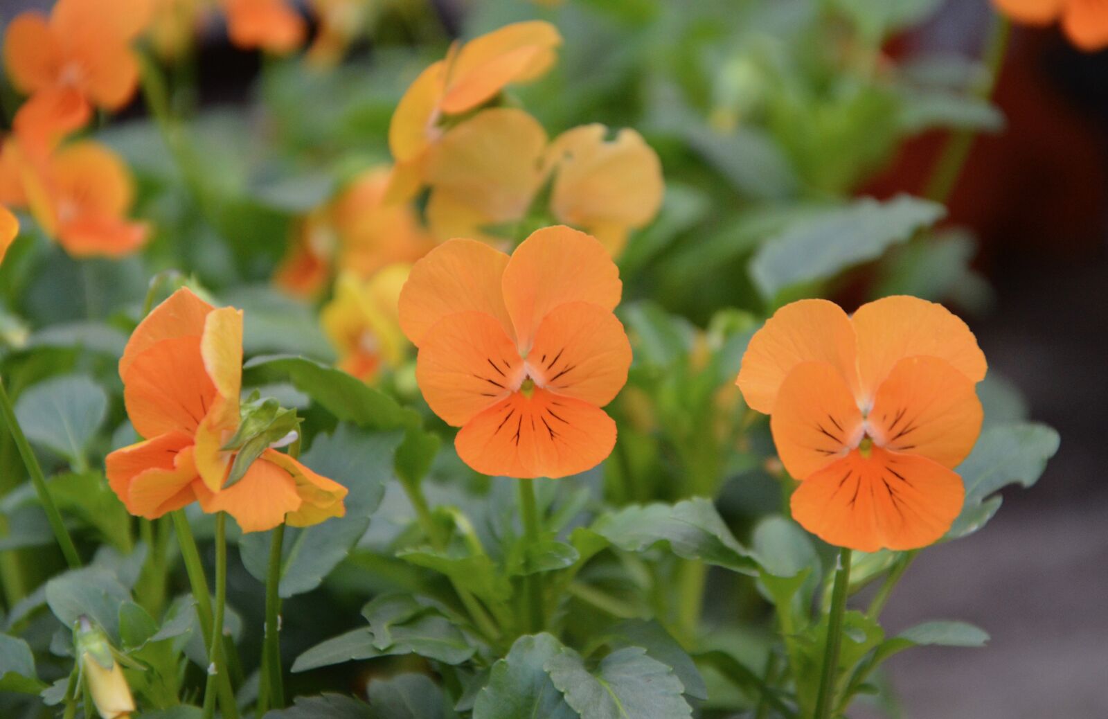Nikon D5200 sample photo. Flower flowers, cortuna, color photography