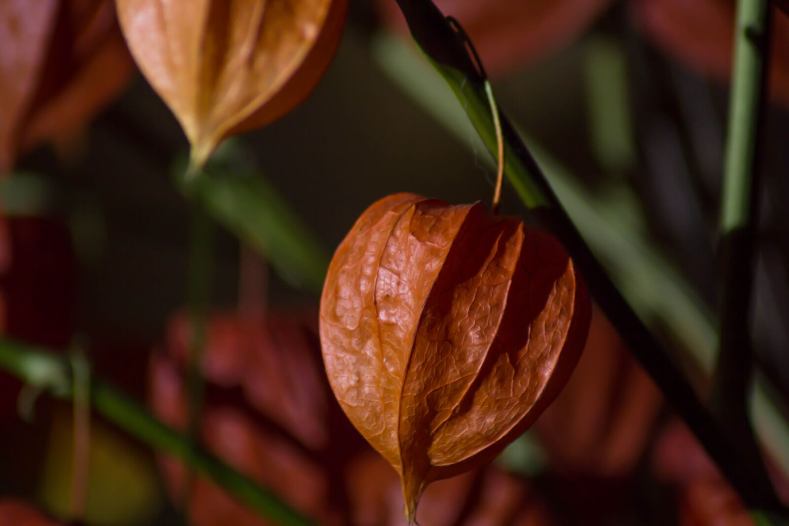 Canon EOS 60D sample photo. Plant, flower, flora photography