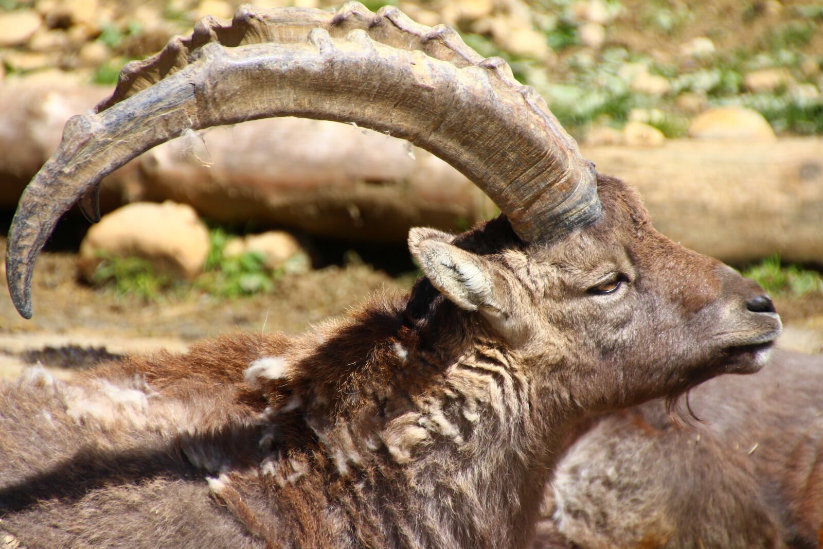 Canon EOS 700D (EOS Rebel T5i / EOS Kiss X7i) sample photo. Goat buck, billy goat photography