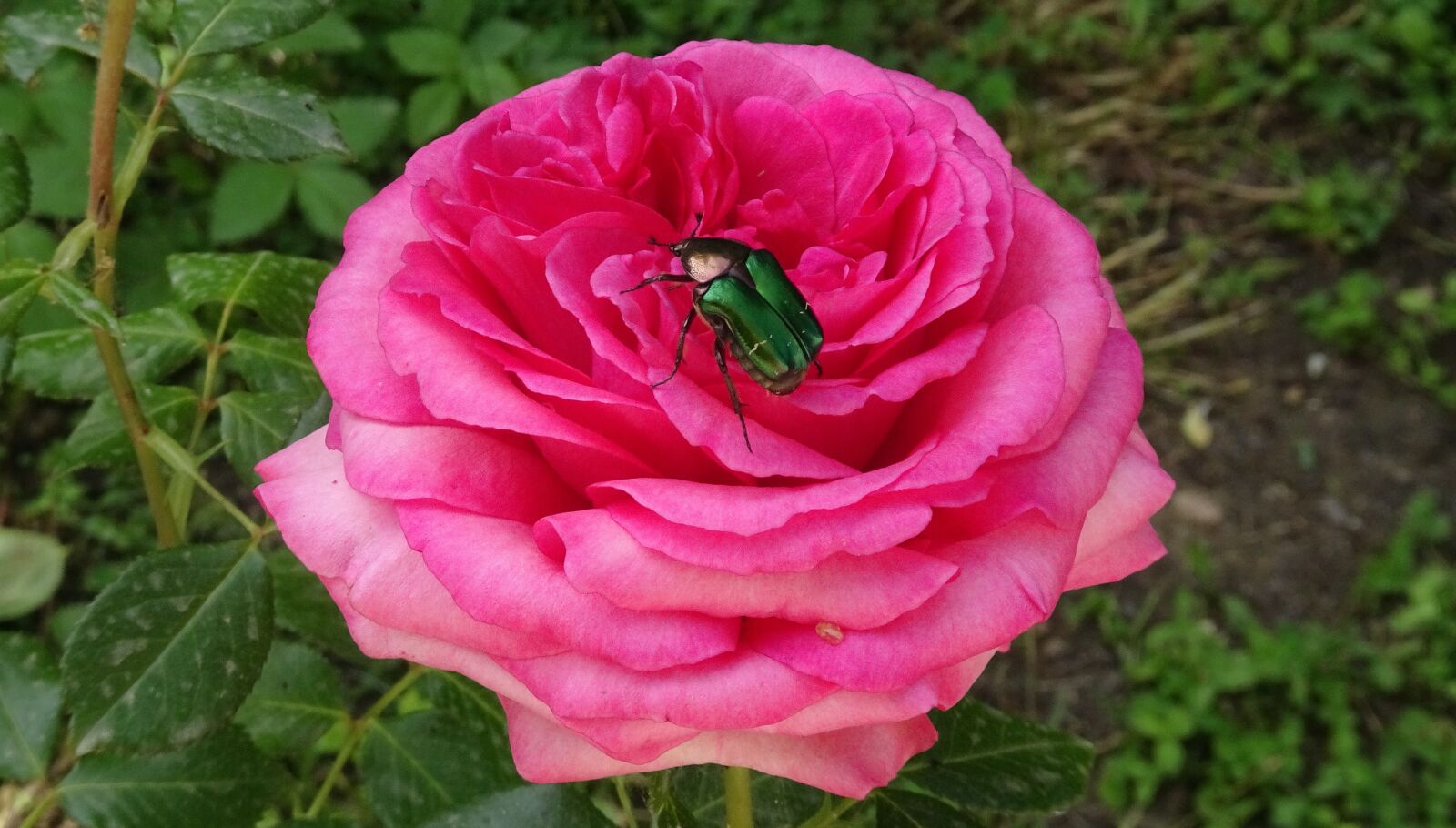 Sony Cyber-shot DSC-HX80 sample photo. Rose beetle, insect, beetle photography