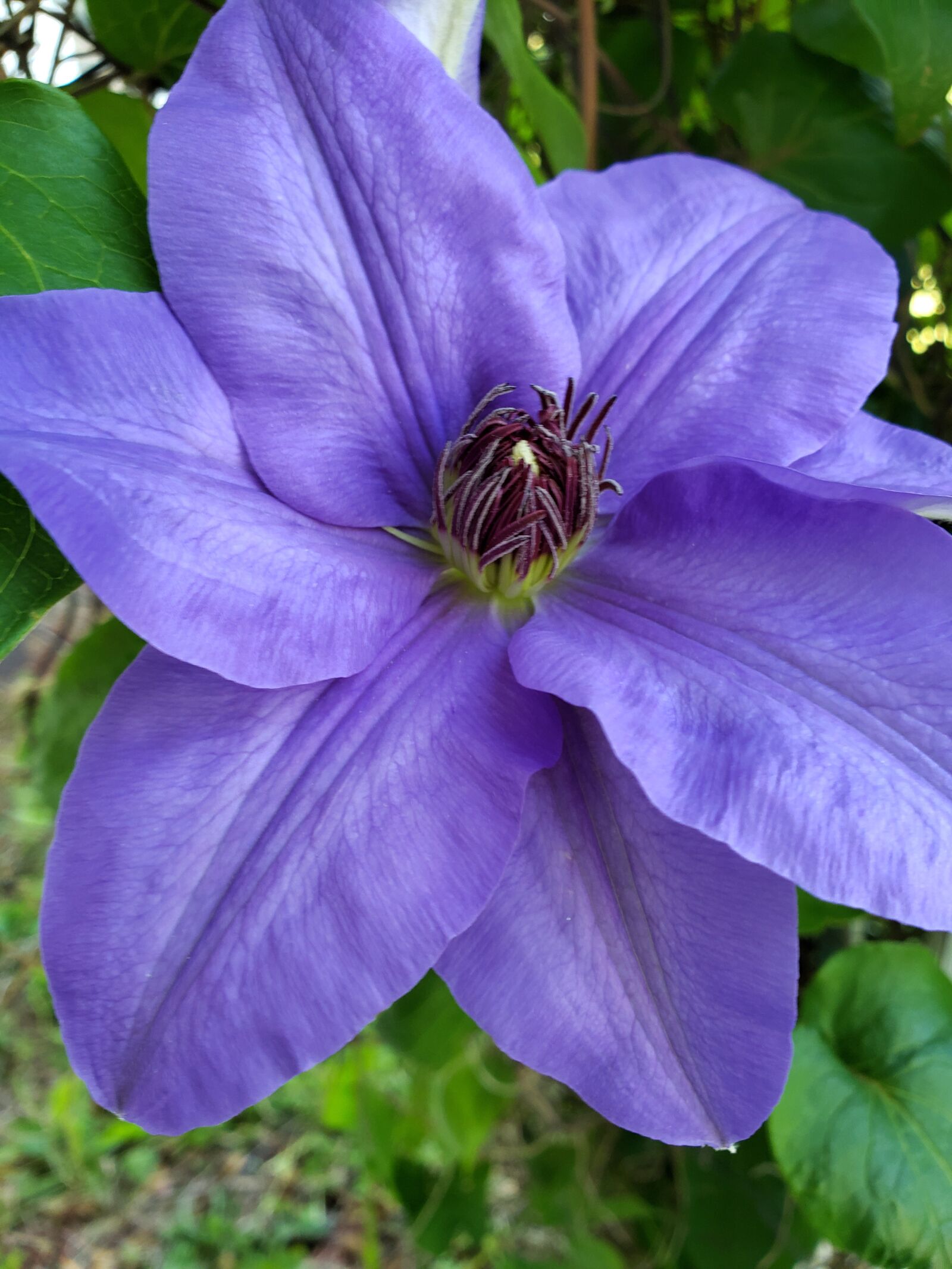 Samsung Galaxy S9+ sample photo. Flower, clematis, purple photography