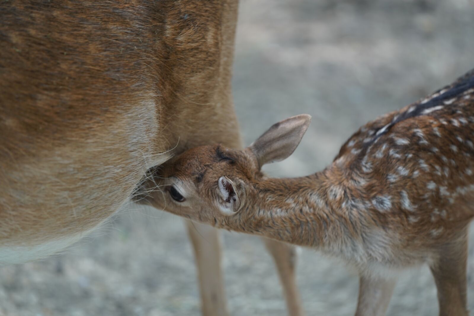 Sony FE 70-200mm F2.8 GM OSS sample photo. Roe deer, suckle, cute photography