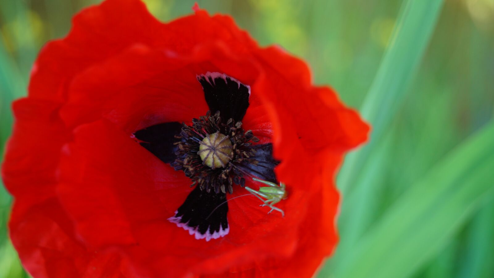 Sony DT 18-55mm F3.5-5.6 SAM II sample photo. Flower, poppy, nature photography