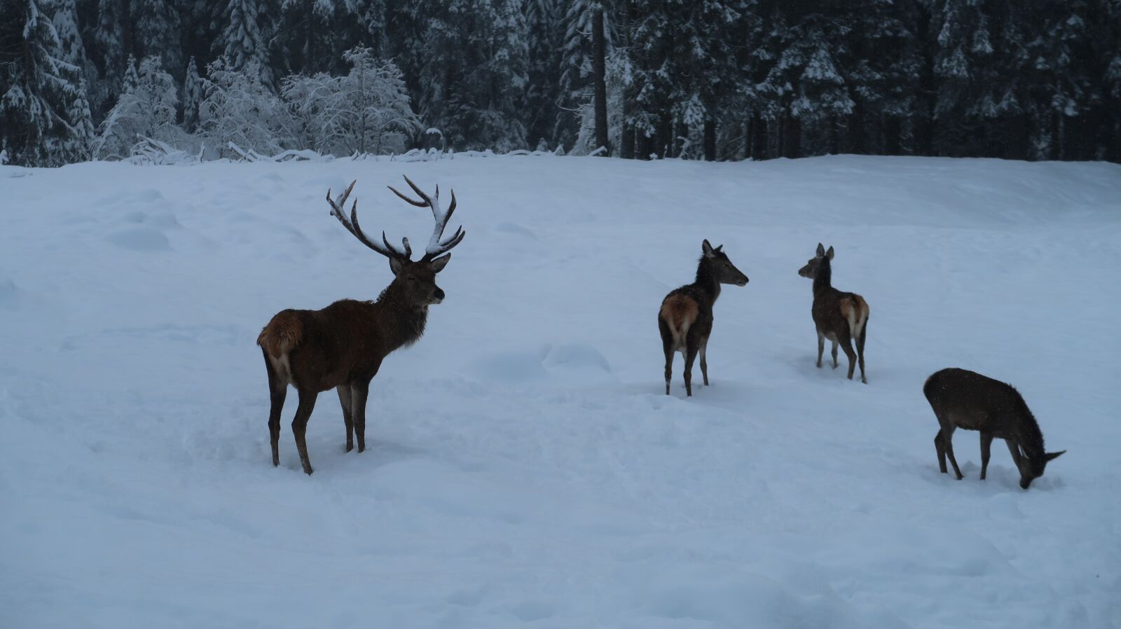 Canon PowerShot G7 X Mark II sample photo. Winter, mountain, snow photography