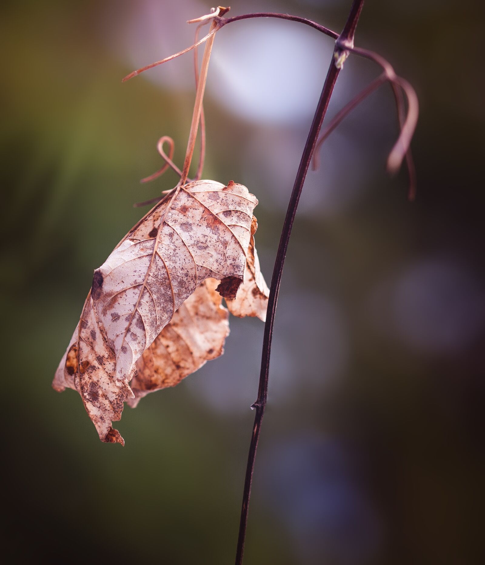 Nikon D90 sample photo. Leaf, dry, withered photography