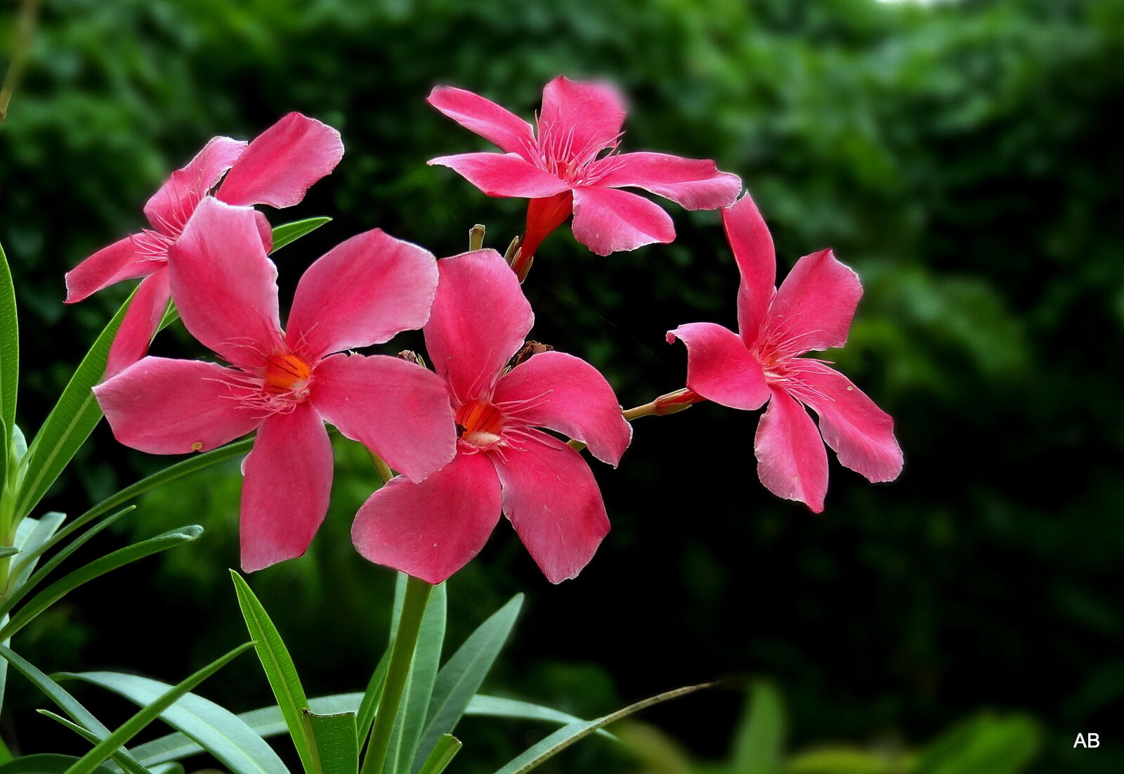 Sony Cyber-shot DSC-HX9V sample photo. Fresh, flowers photography