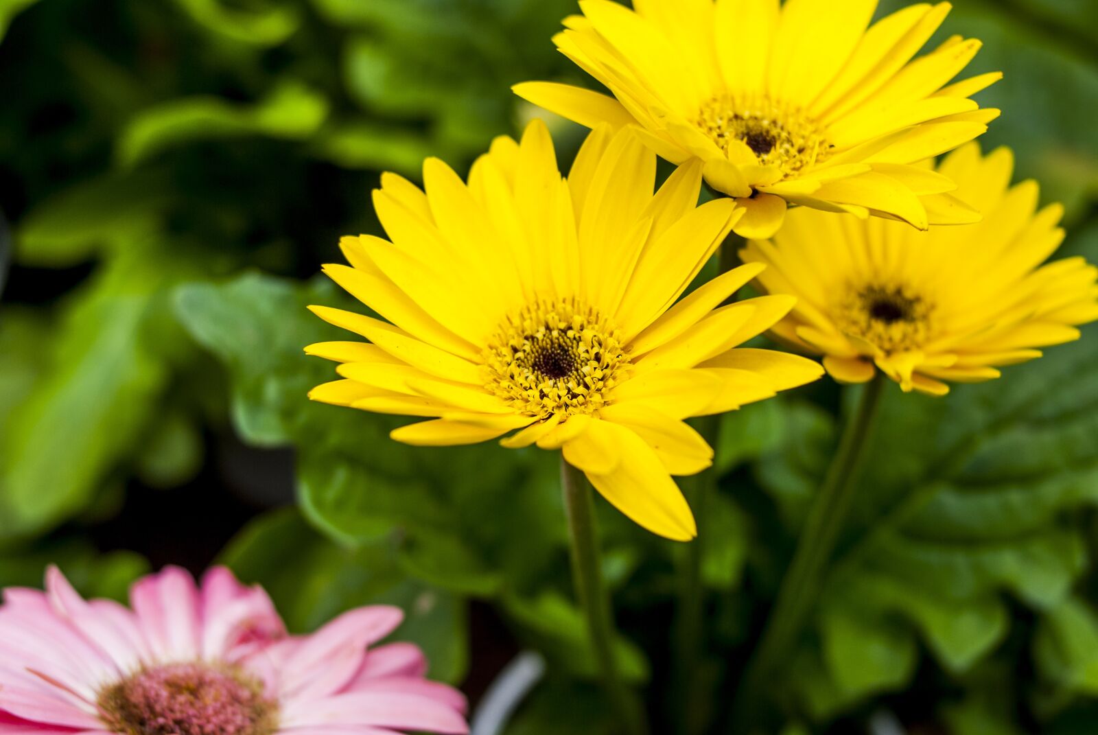 Nikon D60 sample photo. Beautiful flower, nature, plant photography