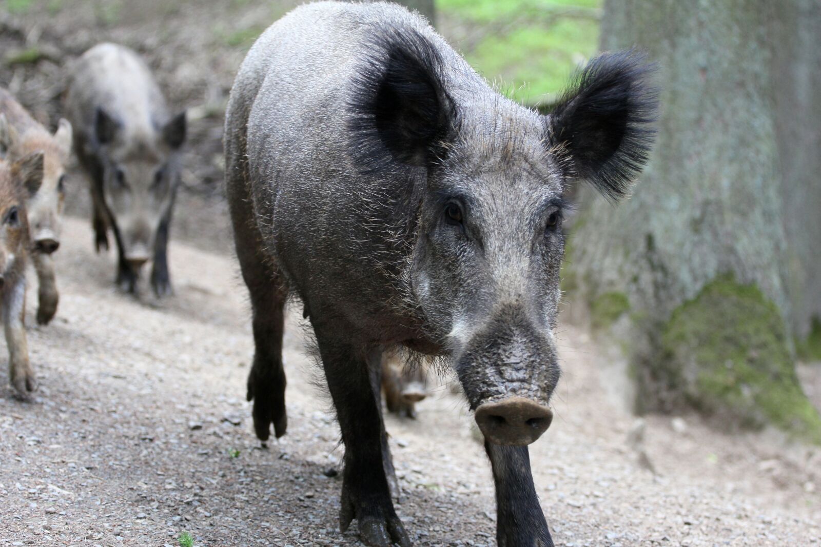 Canon EOS 60D + Canon EF 70-200mm F4L USM sample photo. Boar, family, bache photography