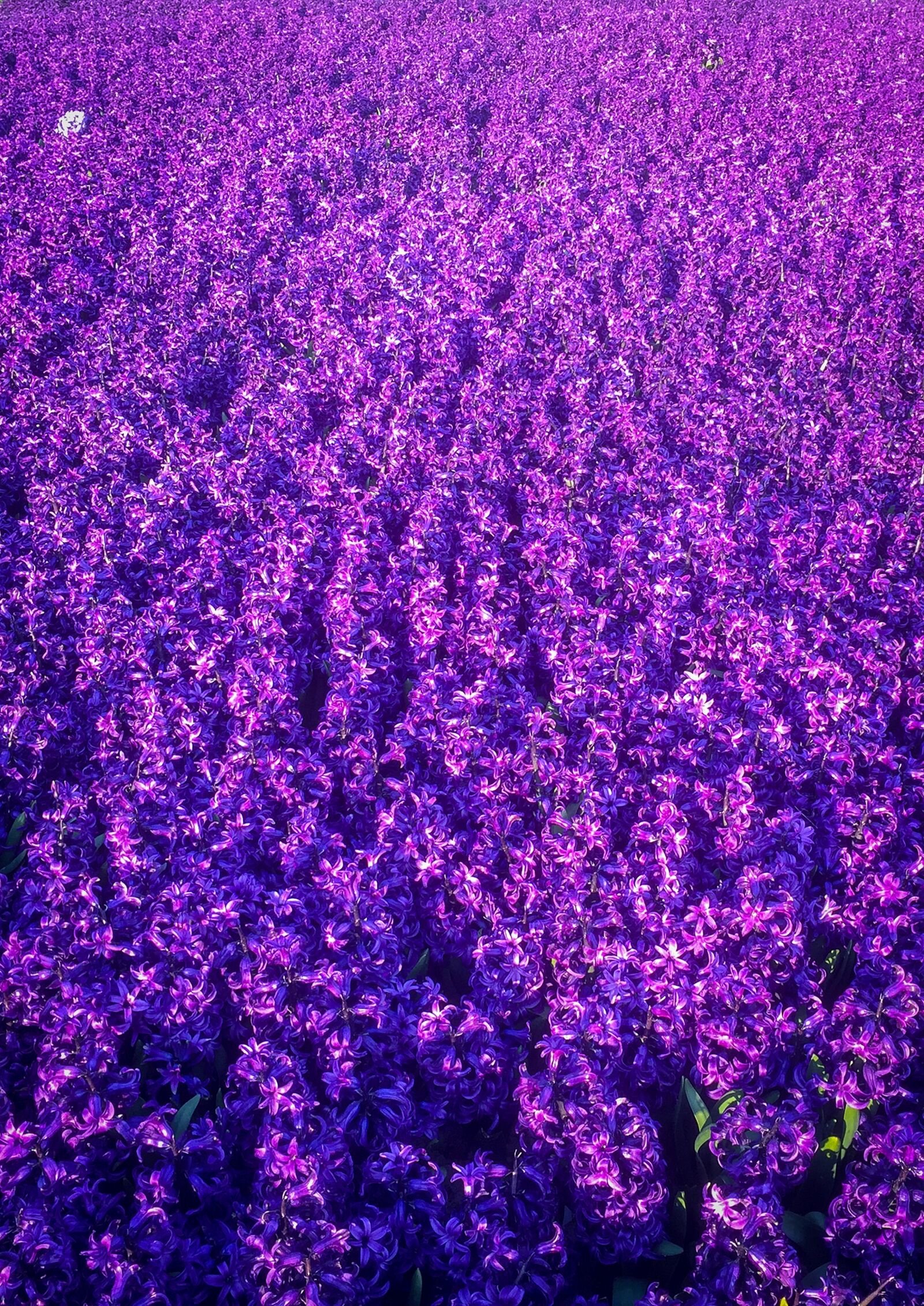 iPhone 6 Plus back camera 4.15mm f/2.2 sample photo. Field, purple, lavender photography