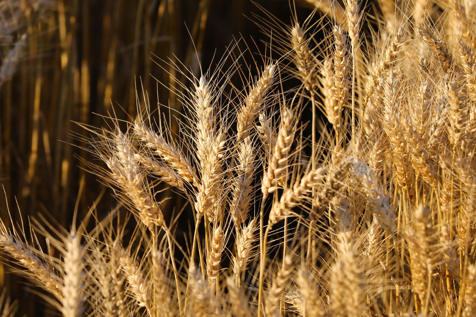 Canon EF 70-300 F4-5.6 IS II USM sample photo. Agriculture, wheat, cereals photography