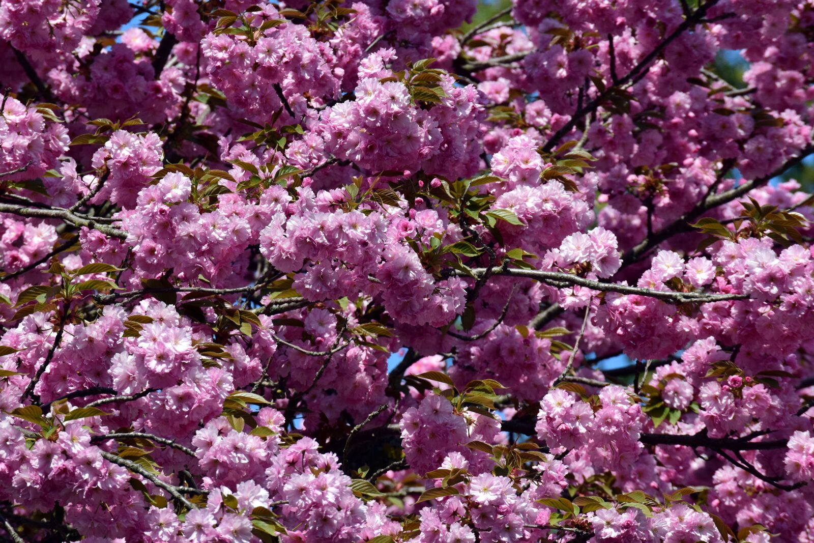 Nikon D3300 sample photo. Cherry blossom, spring, ornamental photography