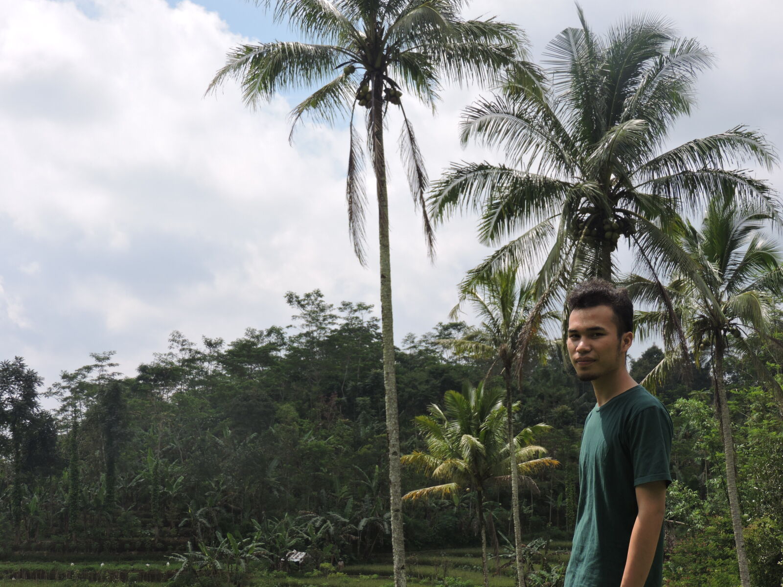 Nikon Coolpix P530 sample photo. Batak, coconut, tree, indonesia photography