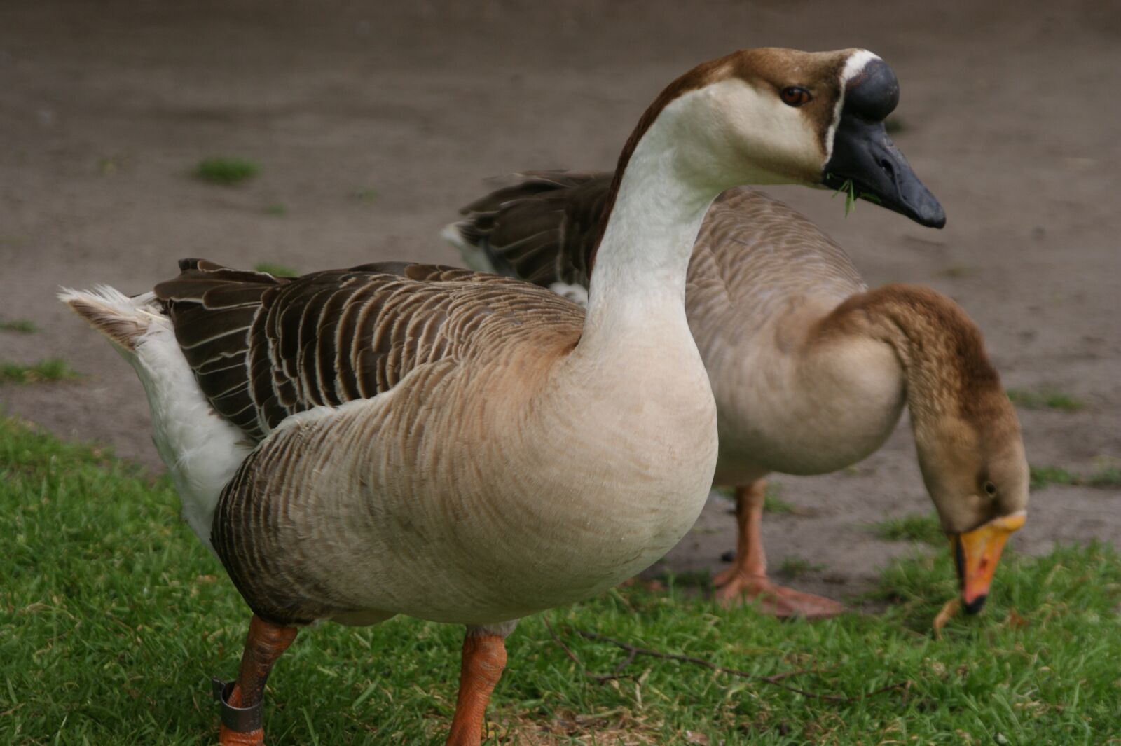 Sony Alpha DSLR-A350 sample photo. Birds, wildlife, animal kingdom photography