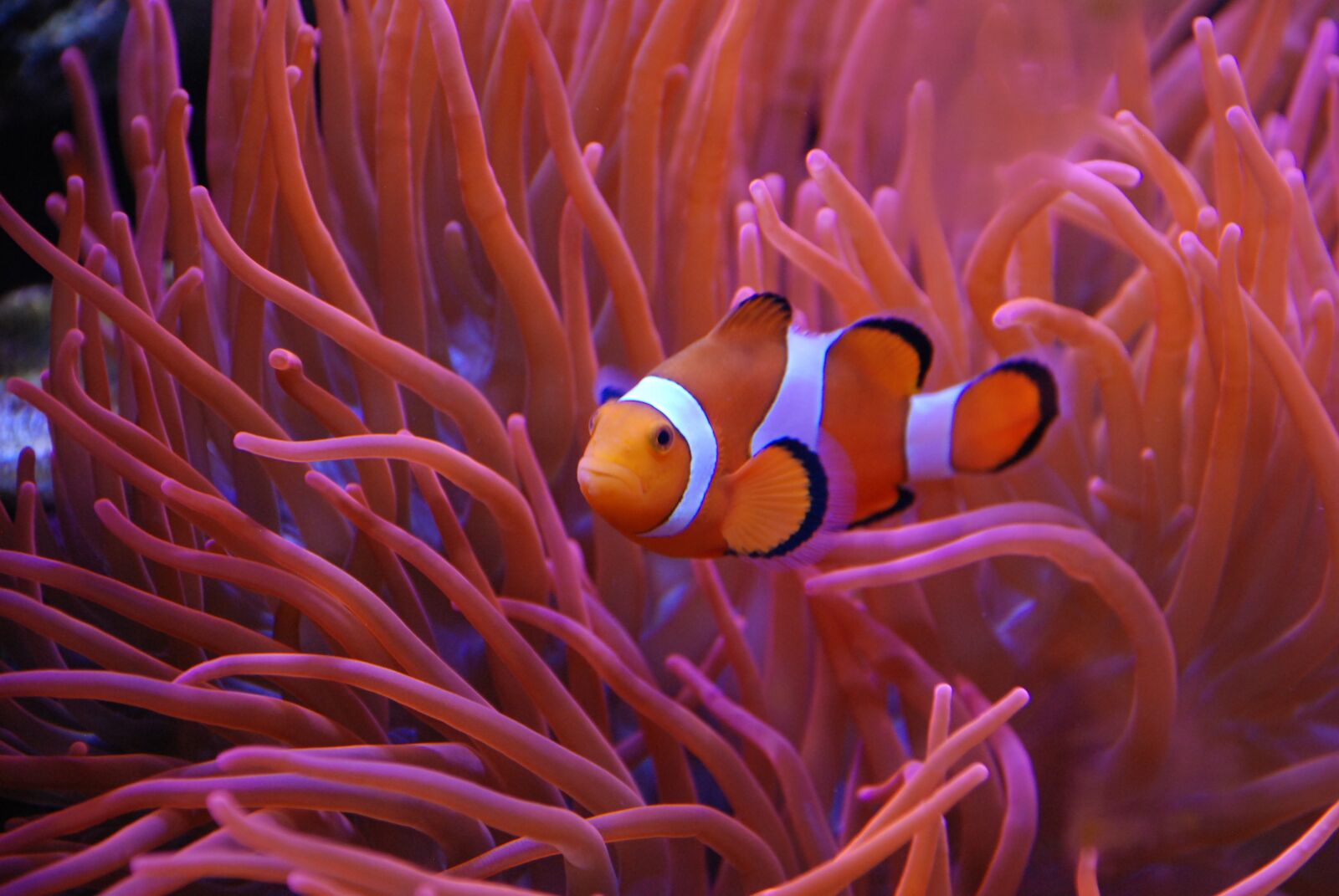 Nikon D80 sample photo. Coral, fish, underwater photography