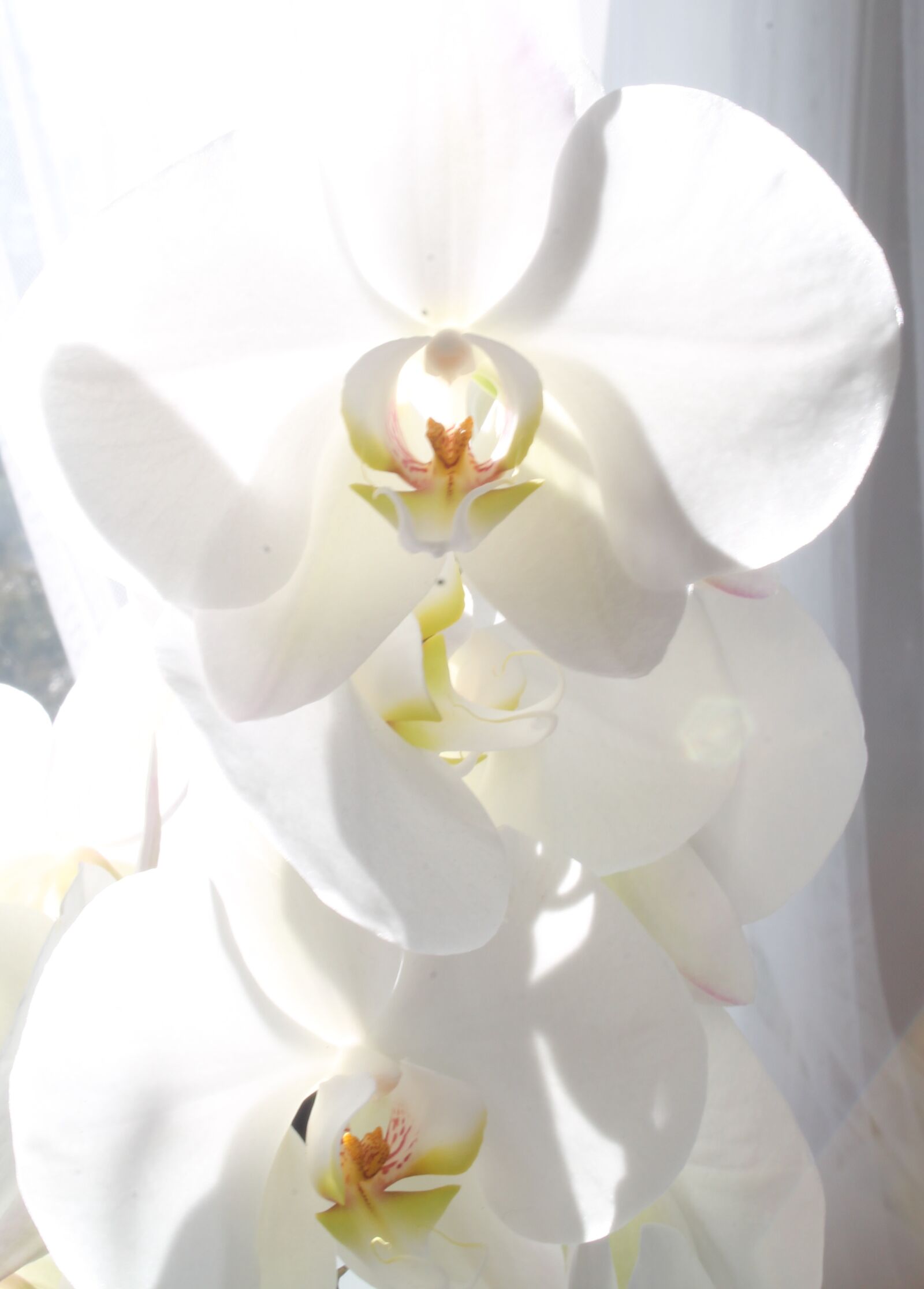 Canon EOS 1100D (EOS Rebel T3 / EOS Kiss X50) sample photo. Orchid, flower, beautiful photography