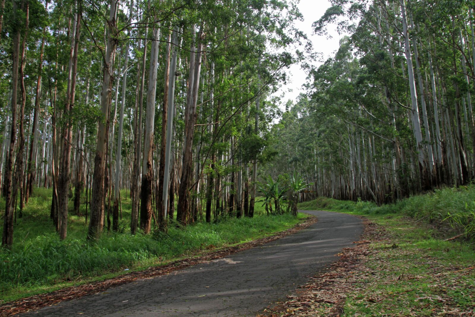 Canon EOS 7D sample photo. Woods, forest, trees photography