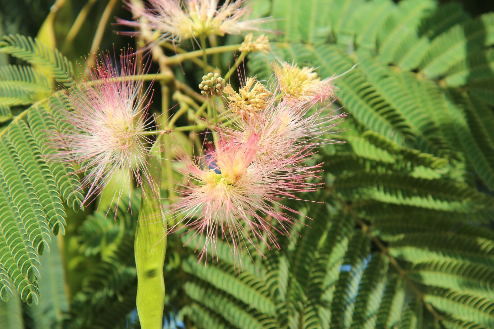 Canon EOS 600D (Rebel EOS T3i / EOS Kiss X5) sample photo. Silk tree, mimosa of photography