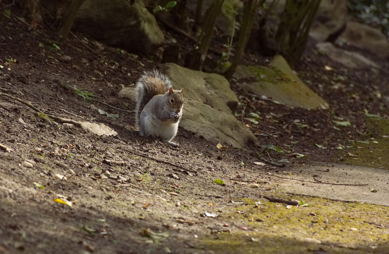 Nikon D7100 sample photo. Squirrel, wildlife, animal photography