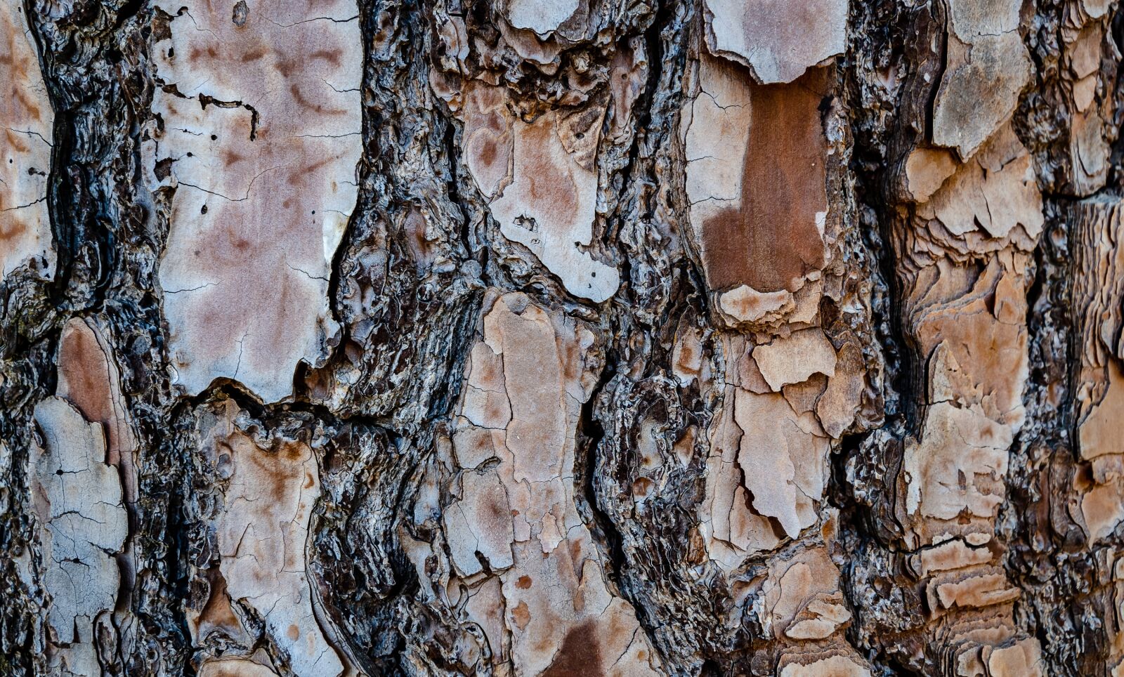 Nikon D7000 sample photo. Texture, tree, wood photography