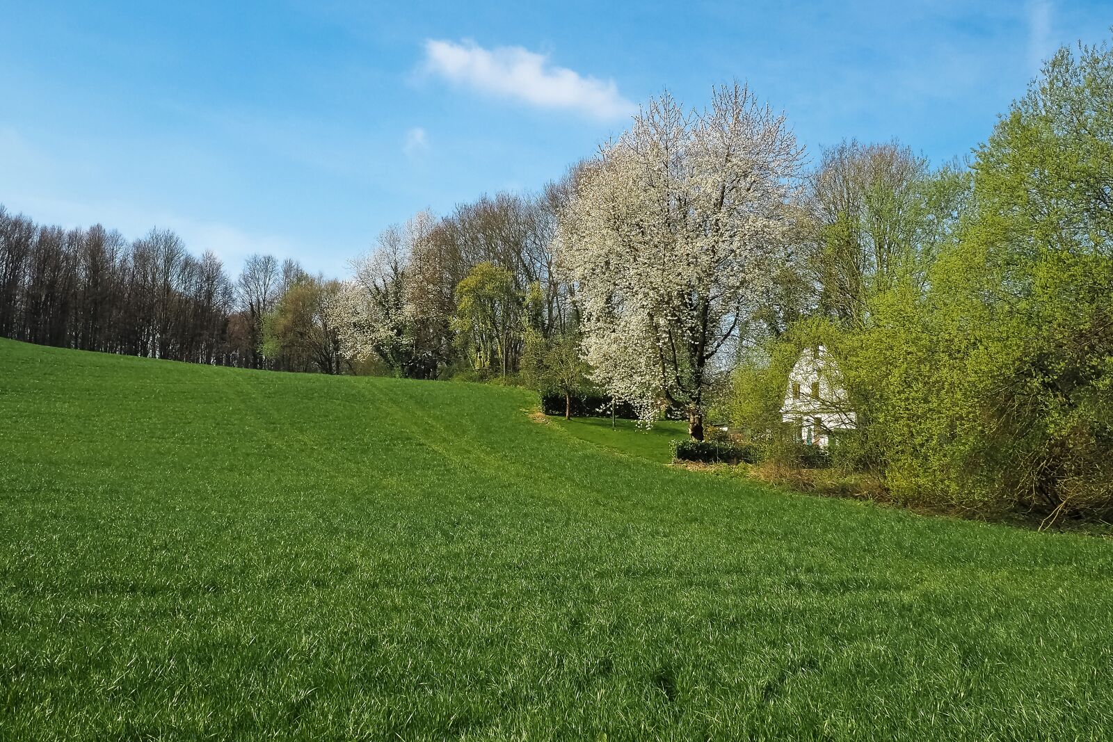 Olympus OM-D E-M10 sample photo. Landscape, field, nature photography