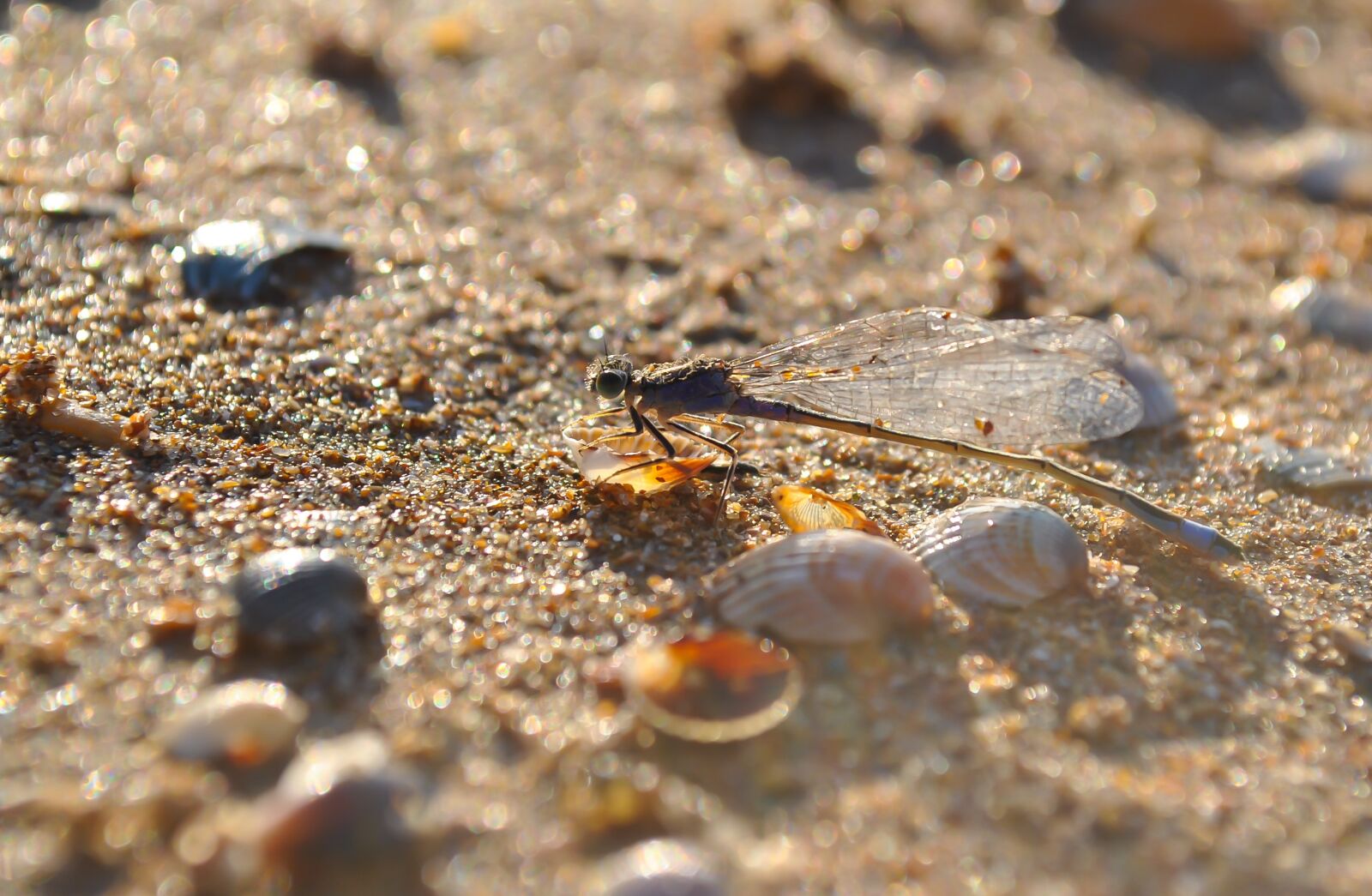 Nikon D3000 sample photo. Dragonfly, insect, macro photography