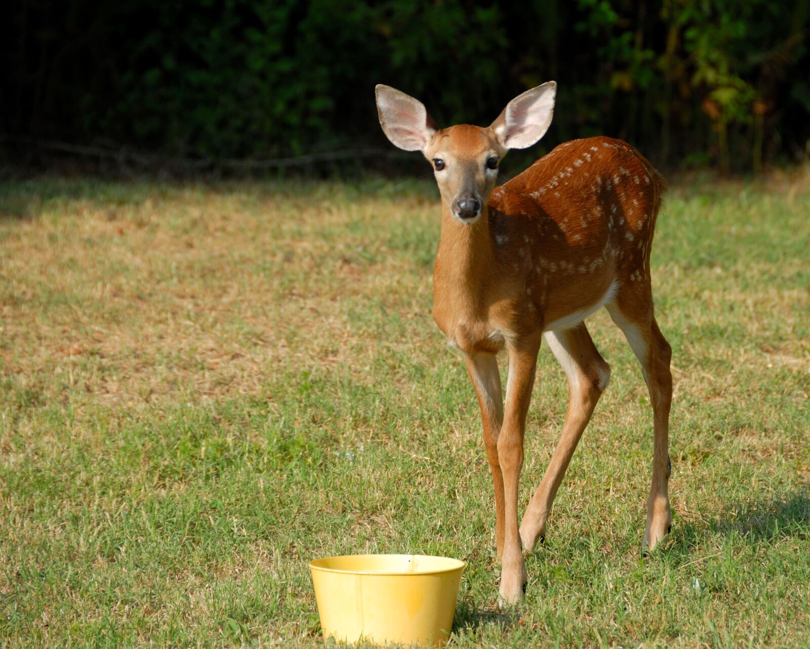 Nikon D200 sample photo. Mammal, deer, grass photography
