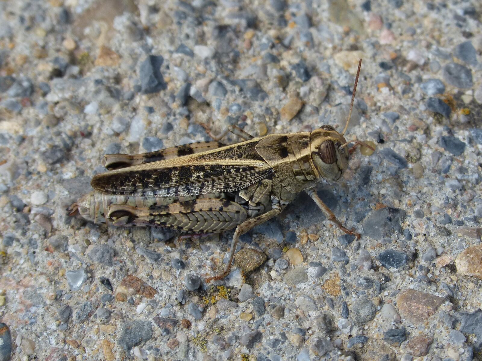 Panasonic DMC-FZ62 sample photo. Grasshopper, lobster, detail photography