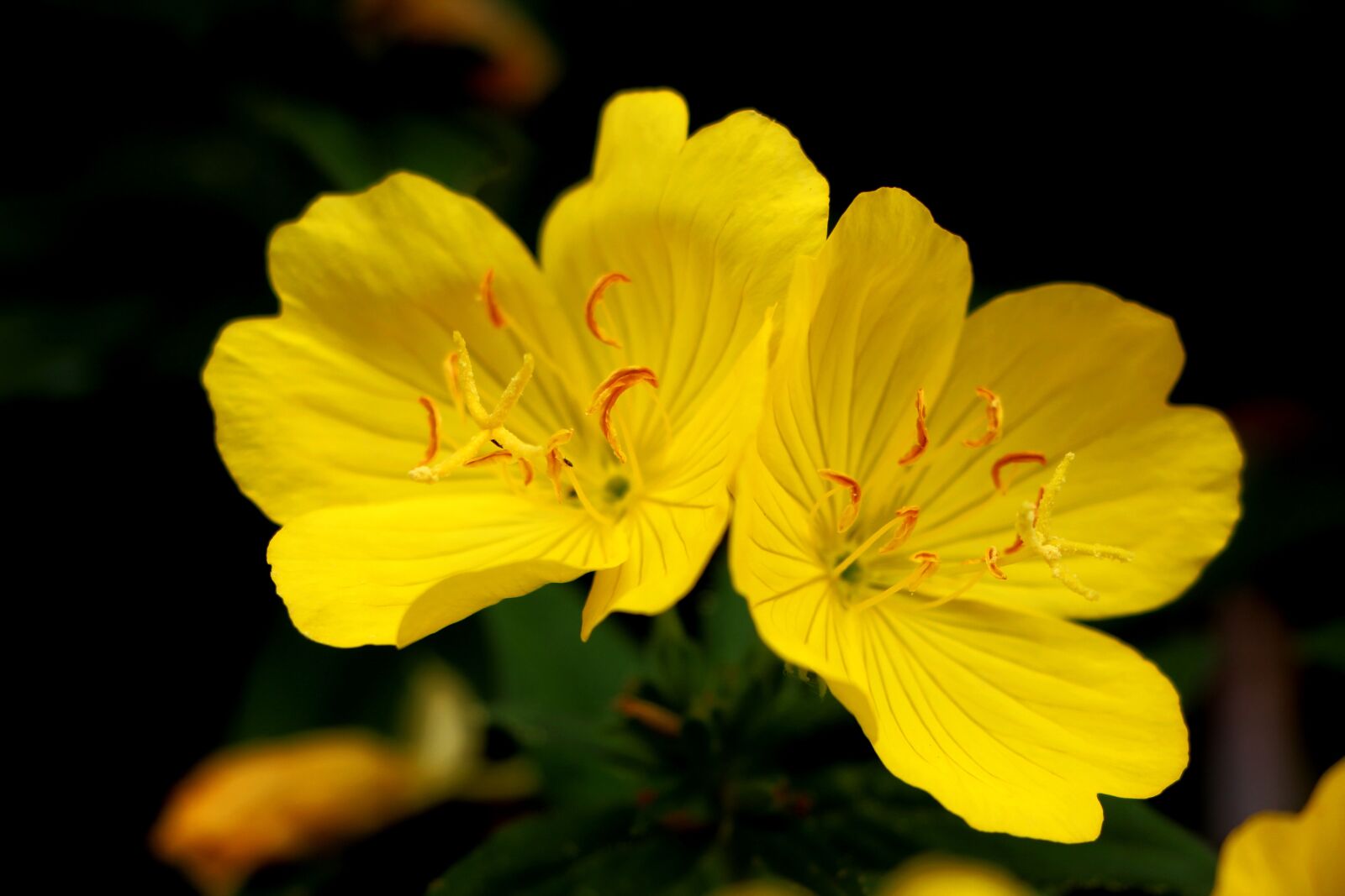 Canon EOS 650D (EOS Rebel T4i / EOS Kiss X6i) sample photo. Evening primrose, plants, flowers photography