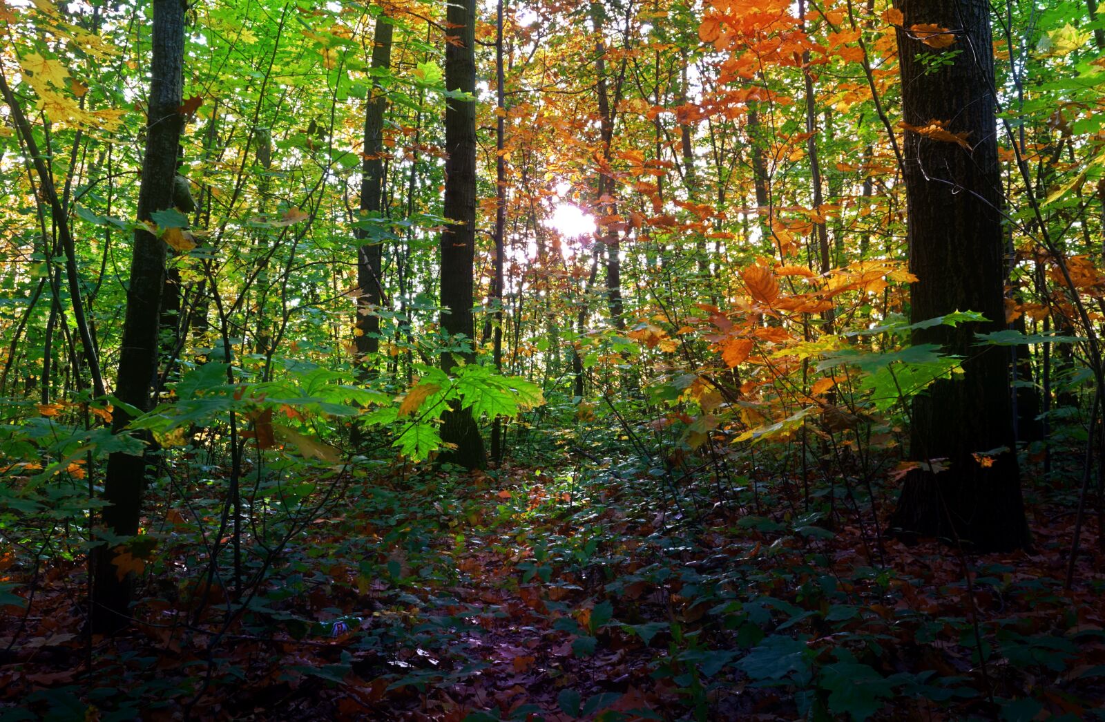 Nikon D3100 sample photo. Landscape, nature, forest photography