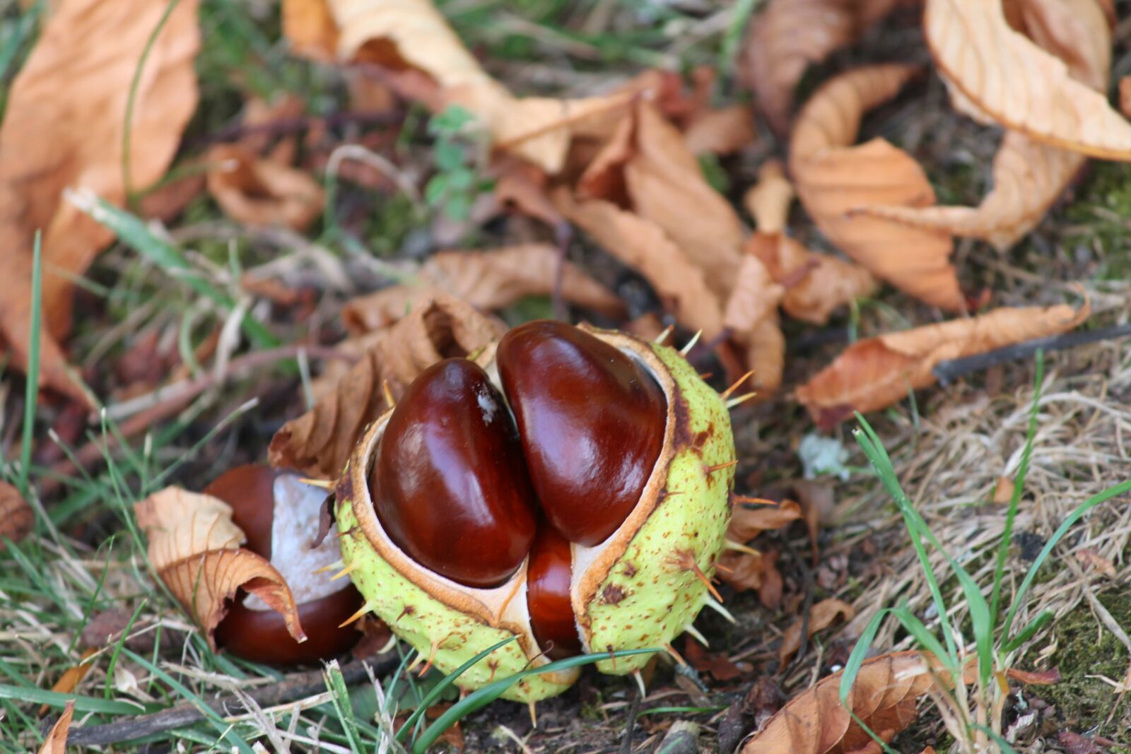 Canon EOS 1100D (EOS Rebel T3 / EOS Kiss X50) sample photo. Buckeye, aesculus hippocastanum, brown photography