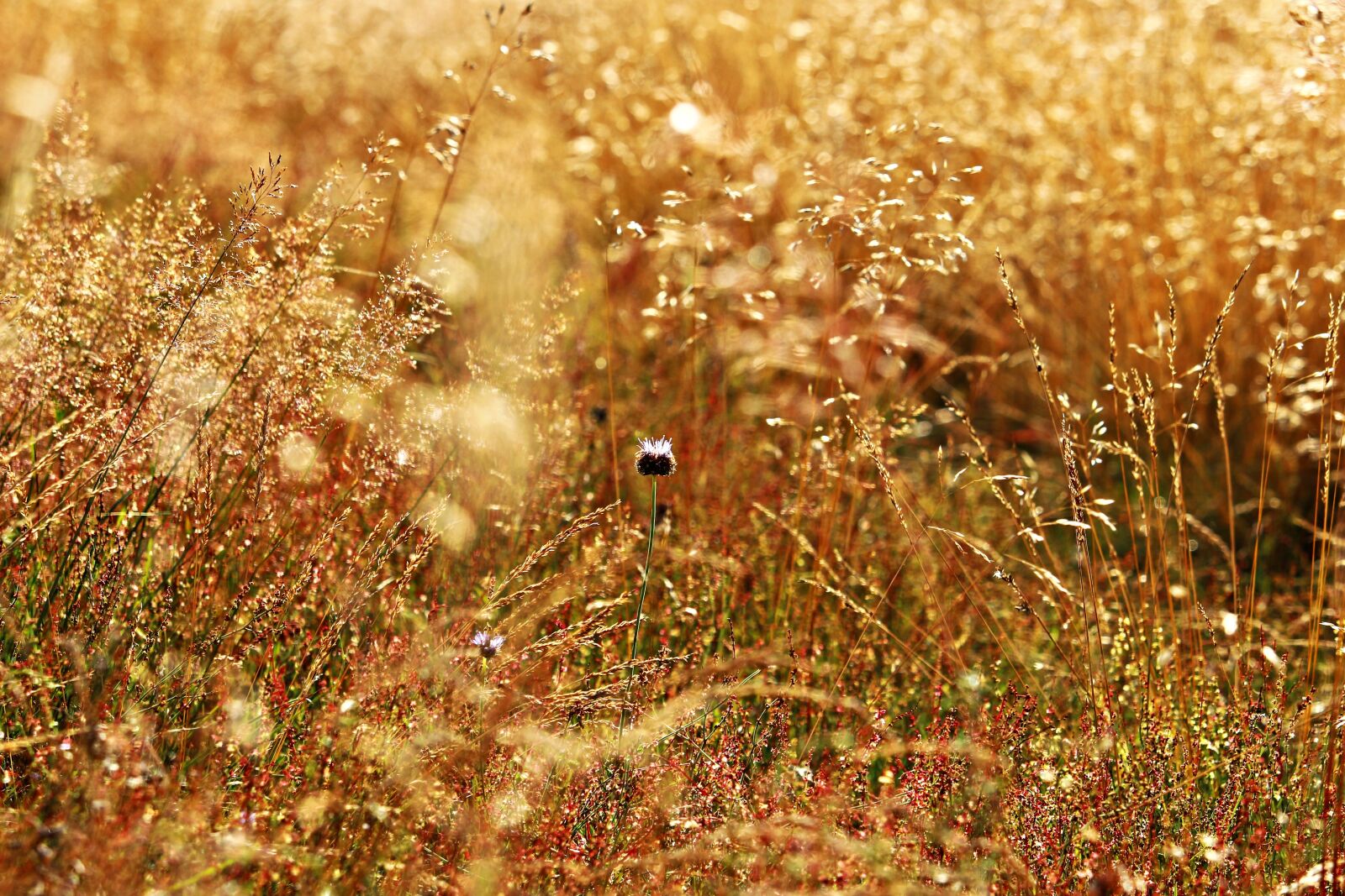 Canon EOS 100D (EOS Rebel SL1 / EOS Kiss X7) sample photo. Grass, forest grass, meadow photography