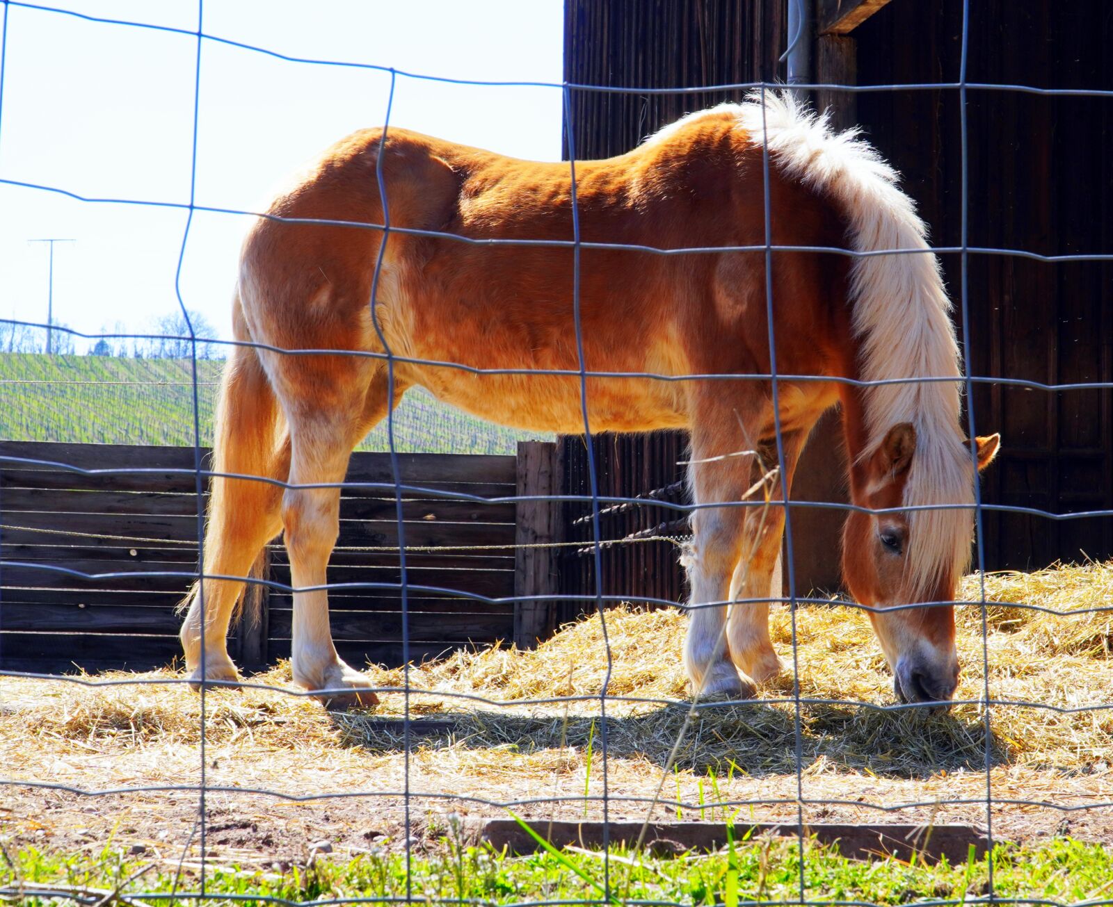 Sony E PZ 18-105mm F4 G OSS sample photo. Horse, animal, farm photography