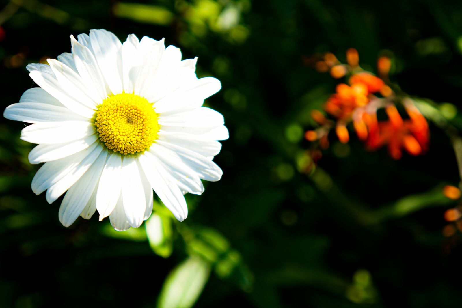 Sony a6000 sample photo. Flower, flowers, garden photography