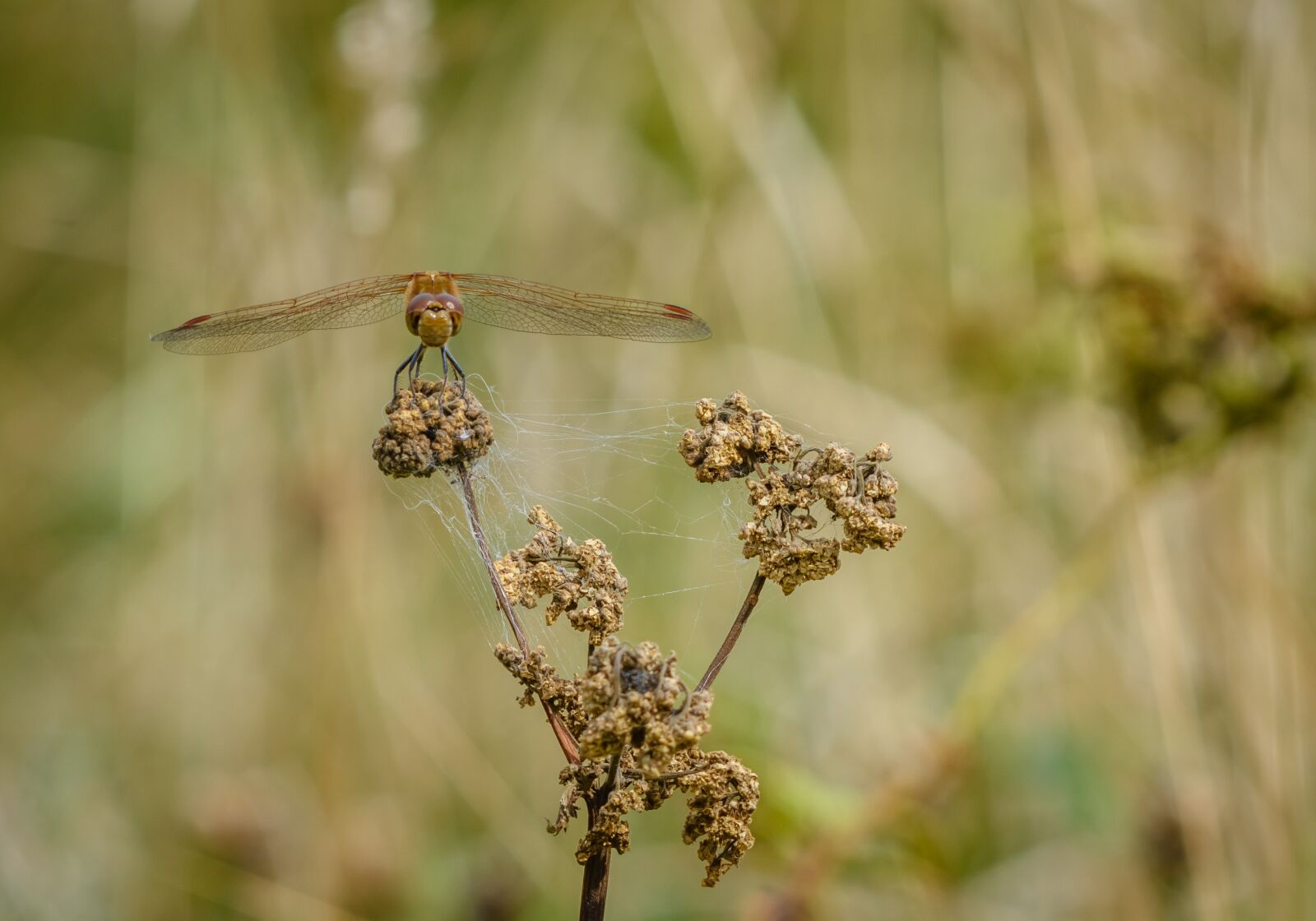 Nikon D7200 sample photo. Insect, dragonfly, nature photography