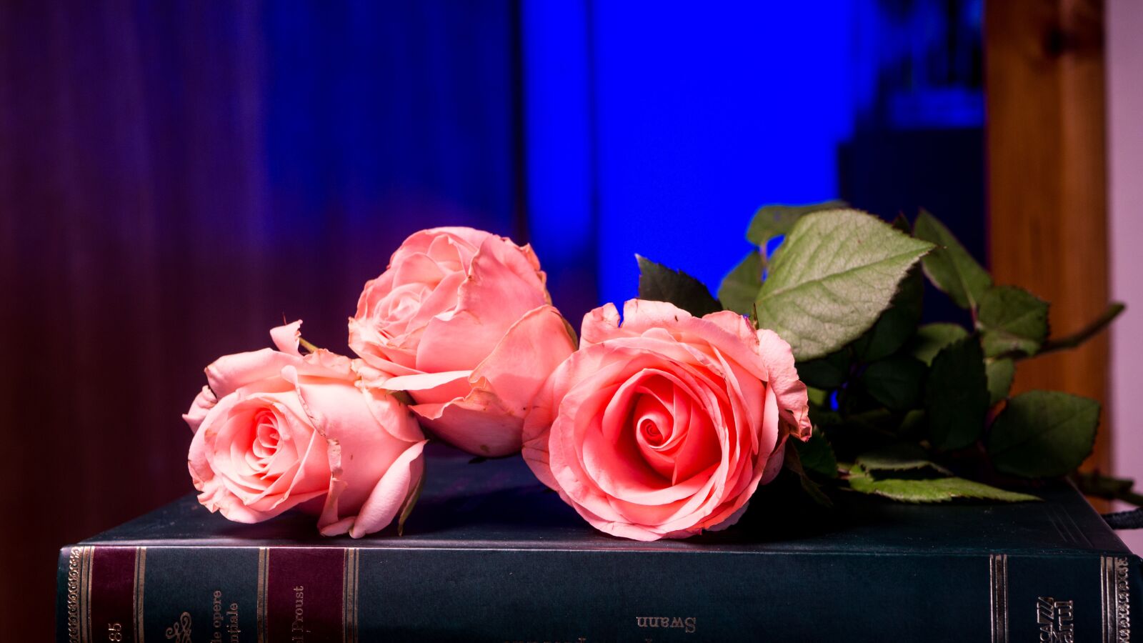 Panasonic Lumix DMC-GH3 + LUMIX G 25/F1.7 sample photo. Flower, rose, love photography