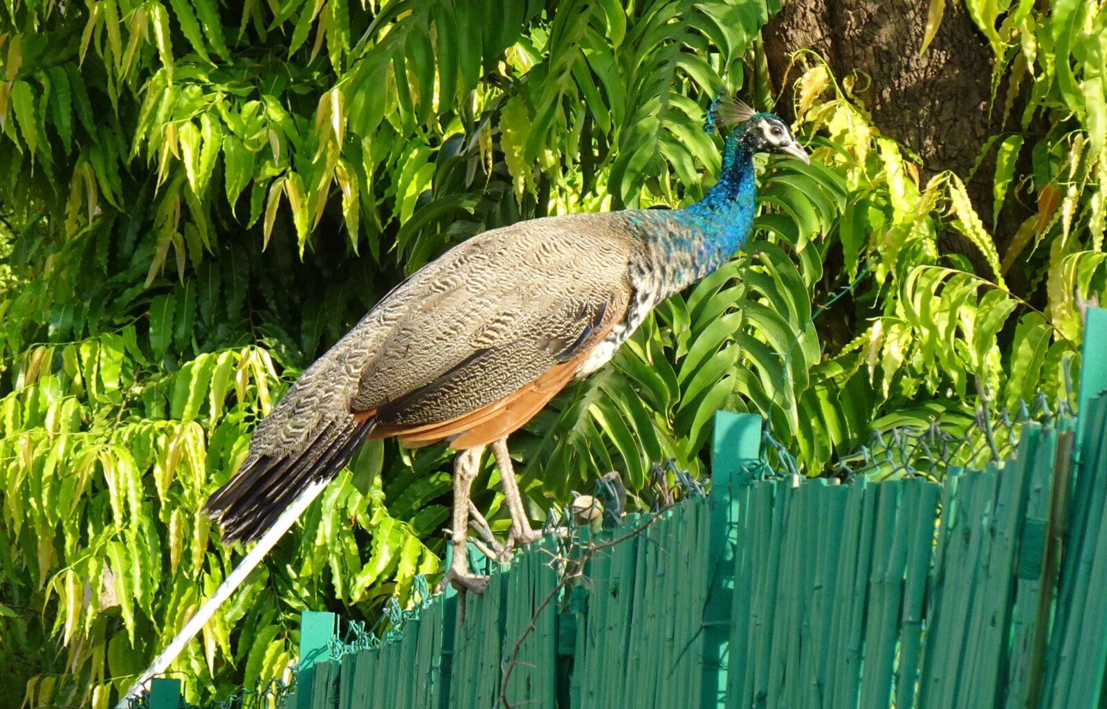 Sony DSC-WX800 sample photo. Peacock, bird, plumage photography